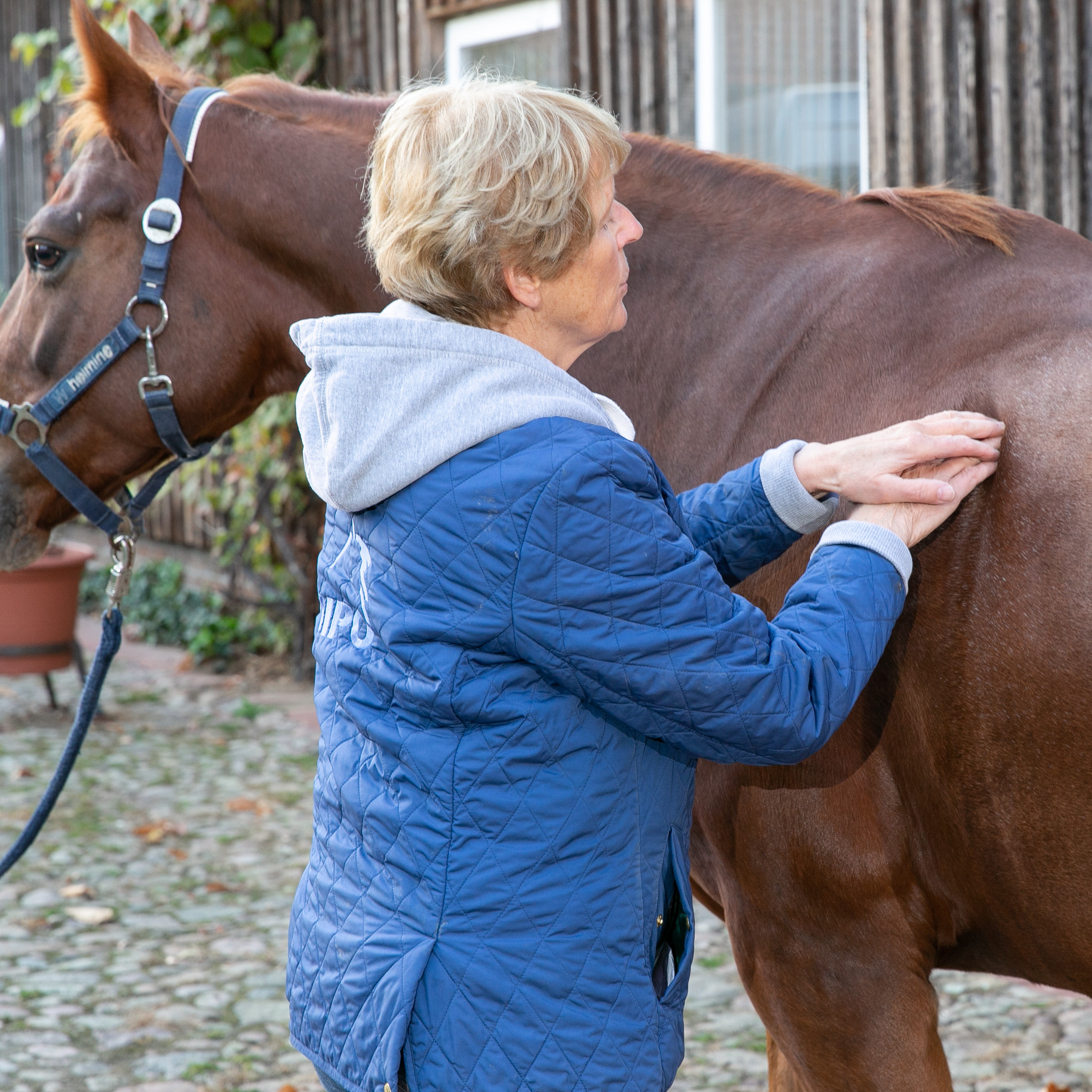 Stresspunktmassage bei Pferden