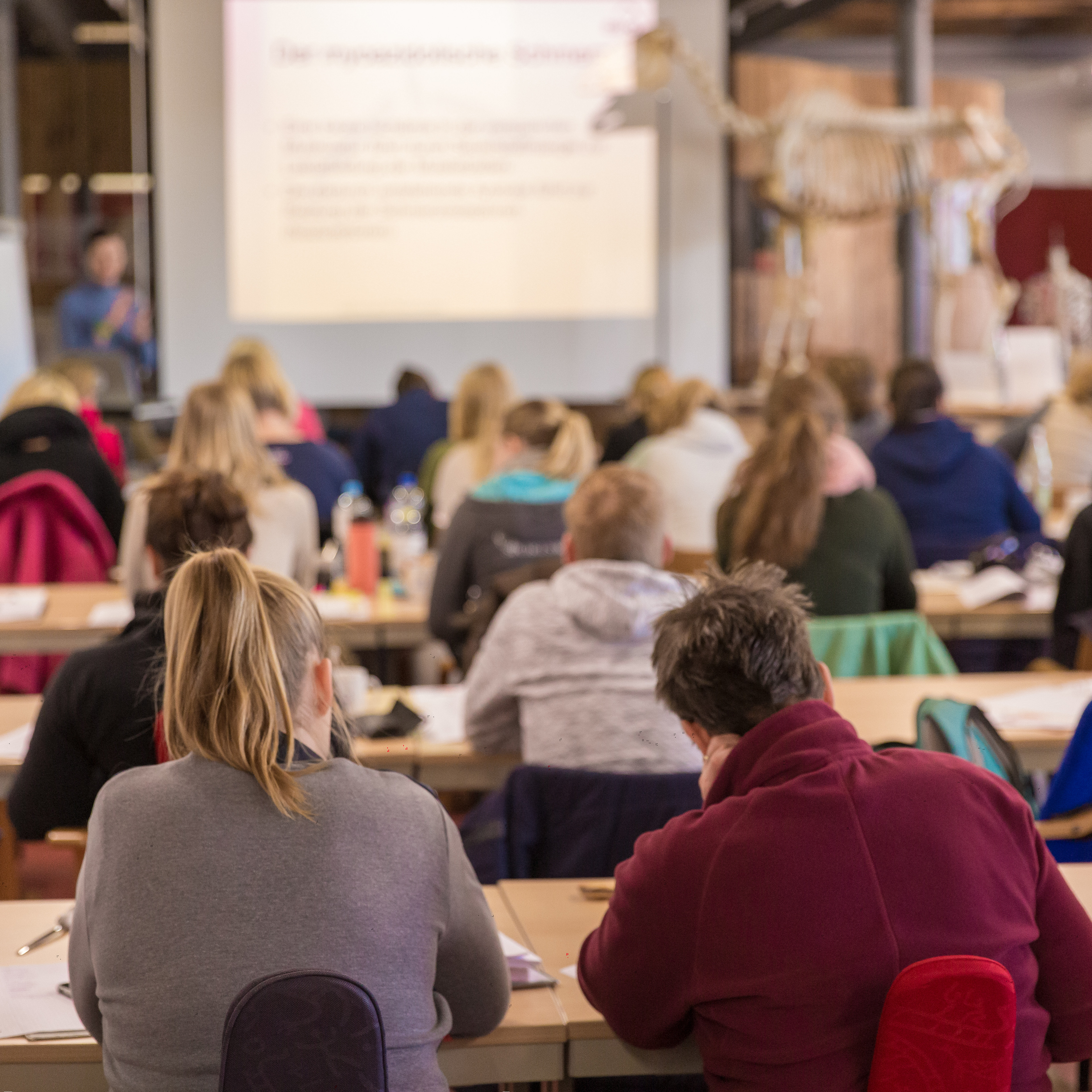 Abschlusslehrgang DIPO-Pferdephysiotherapie