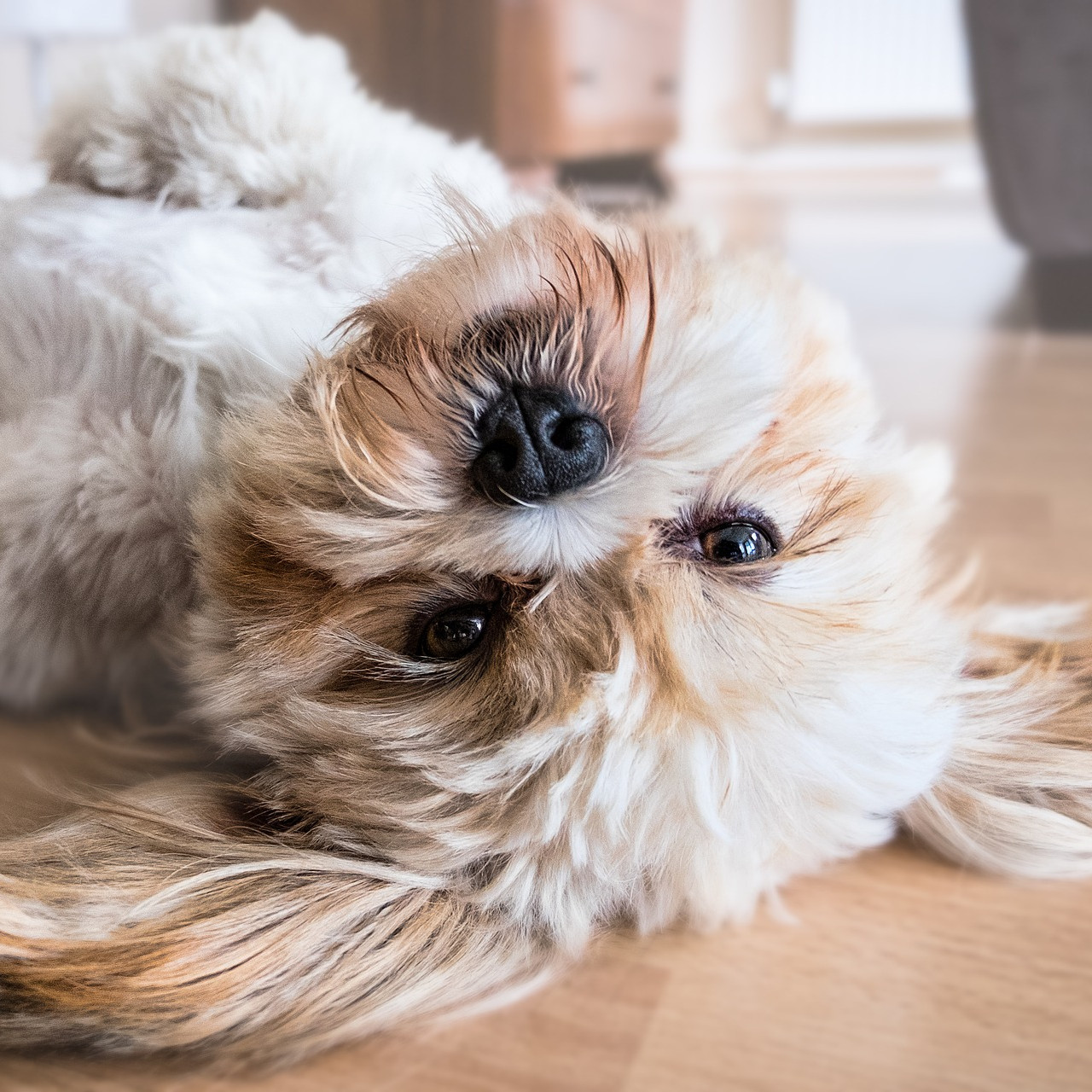 Viszerale Osteopathie beim Hund