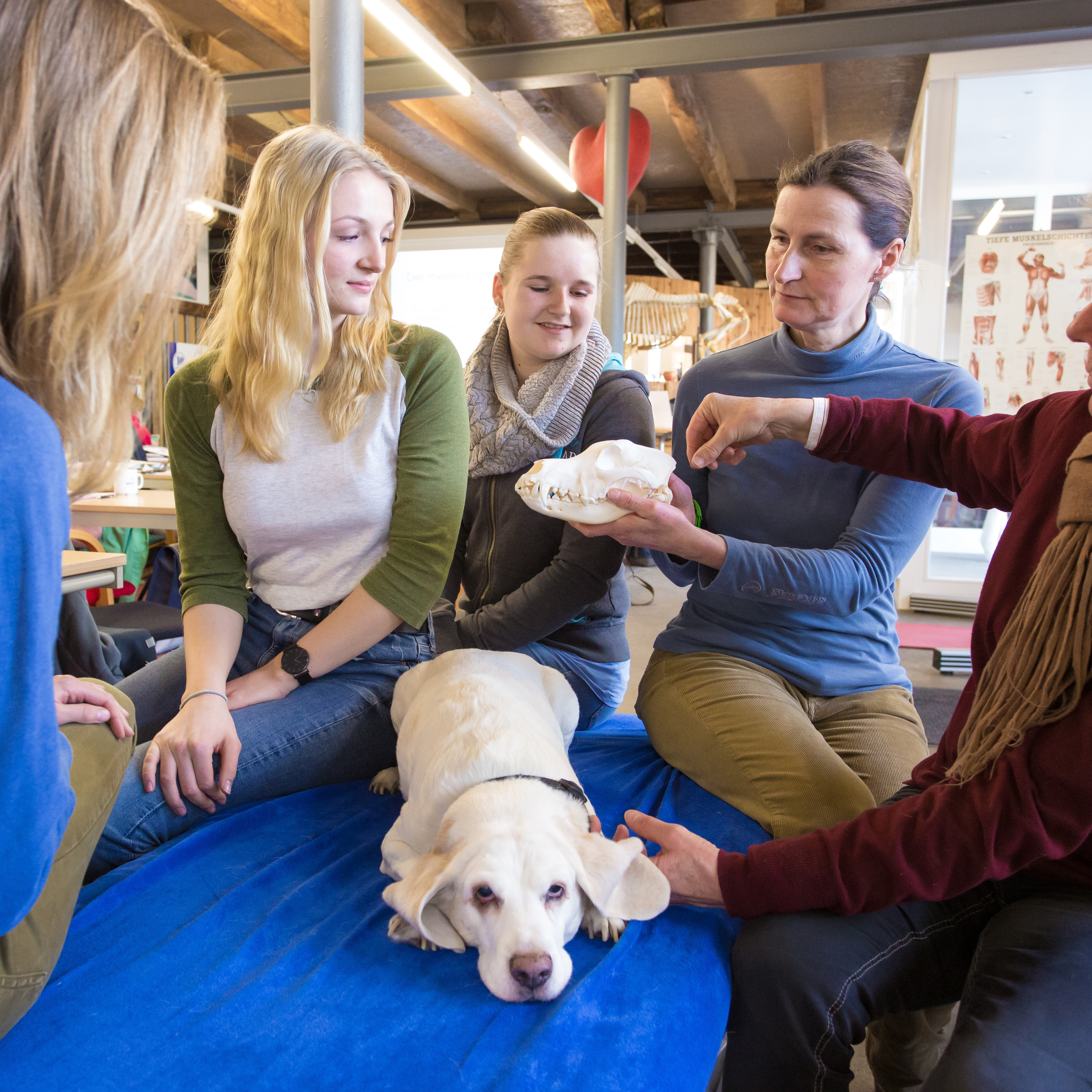 Hundephysiotherapie I