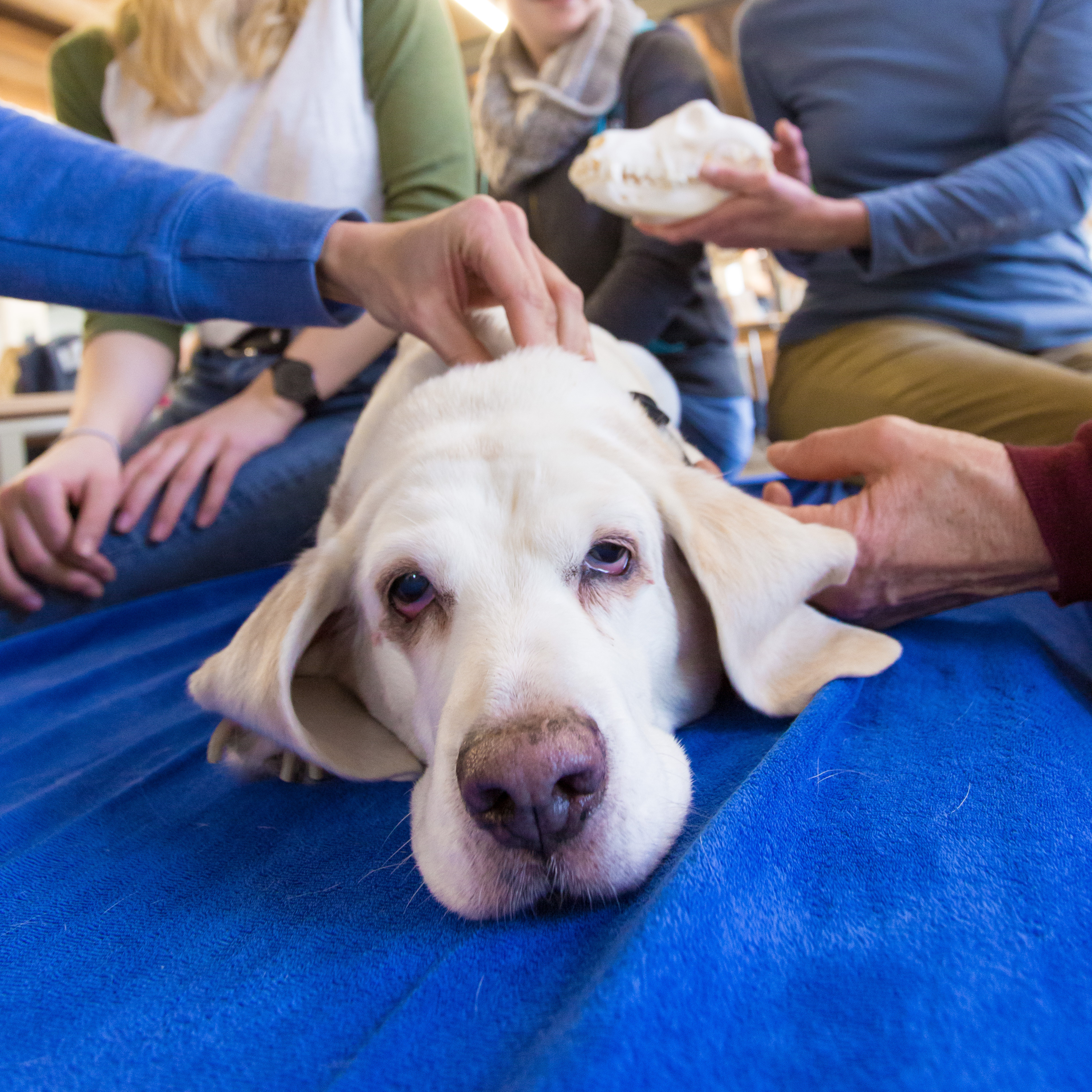 Kranio-Sakrale-Therapie für Hunde | Grundkurs