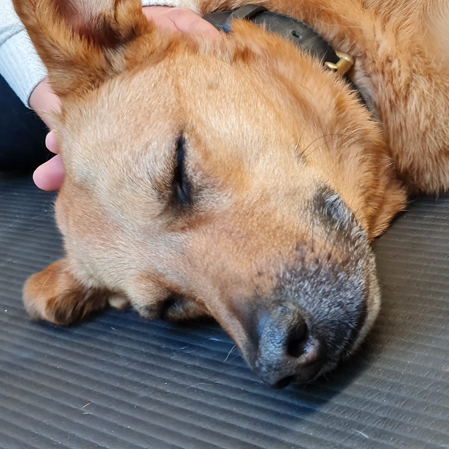 Kranio-Sakrale-Therapie für Hunde | Aufbaukurs