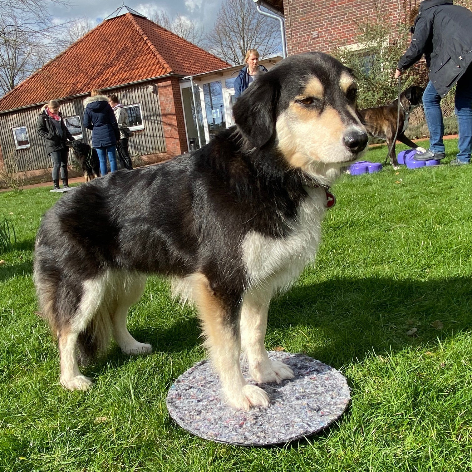 Hundephysiotherapie III