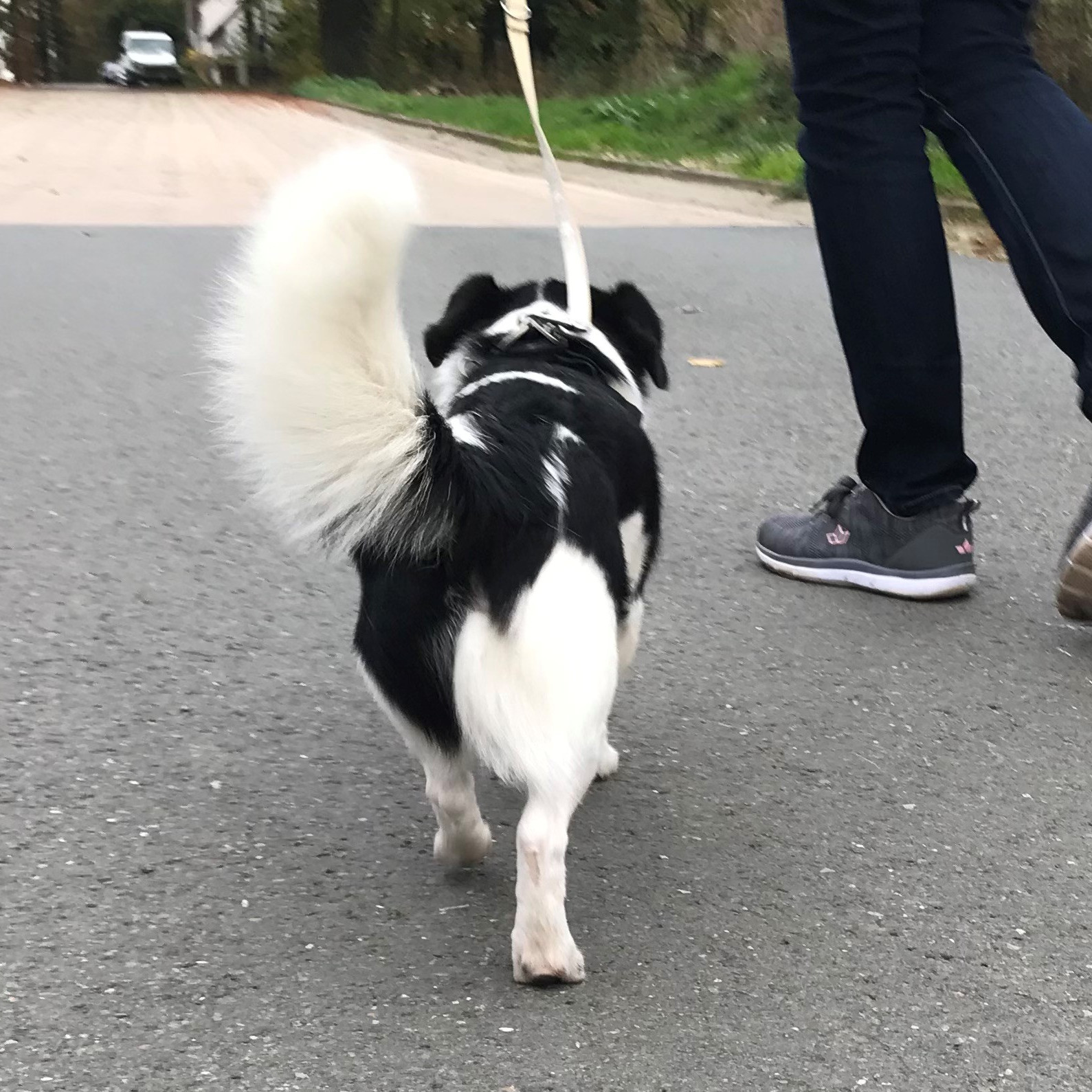 Gangbildanalyse beim Hund