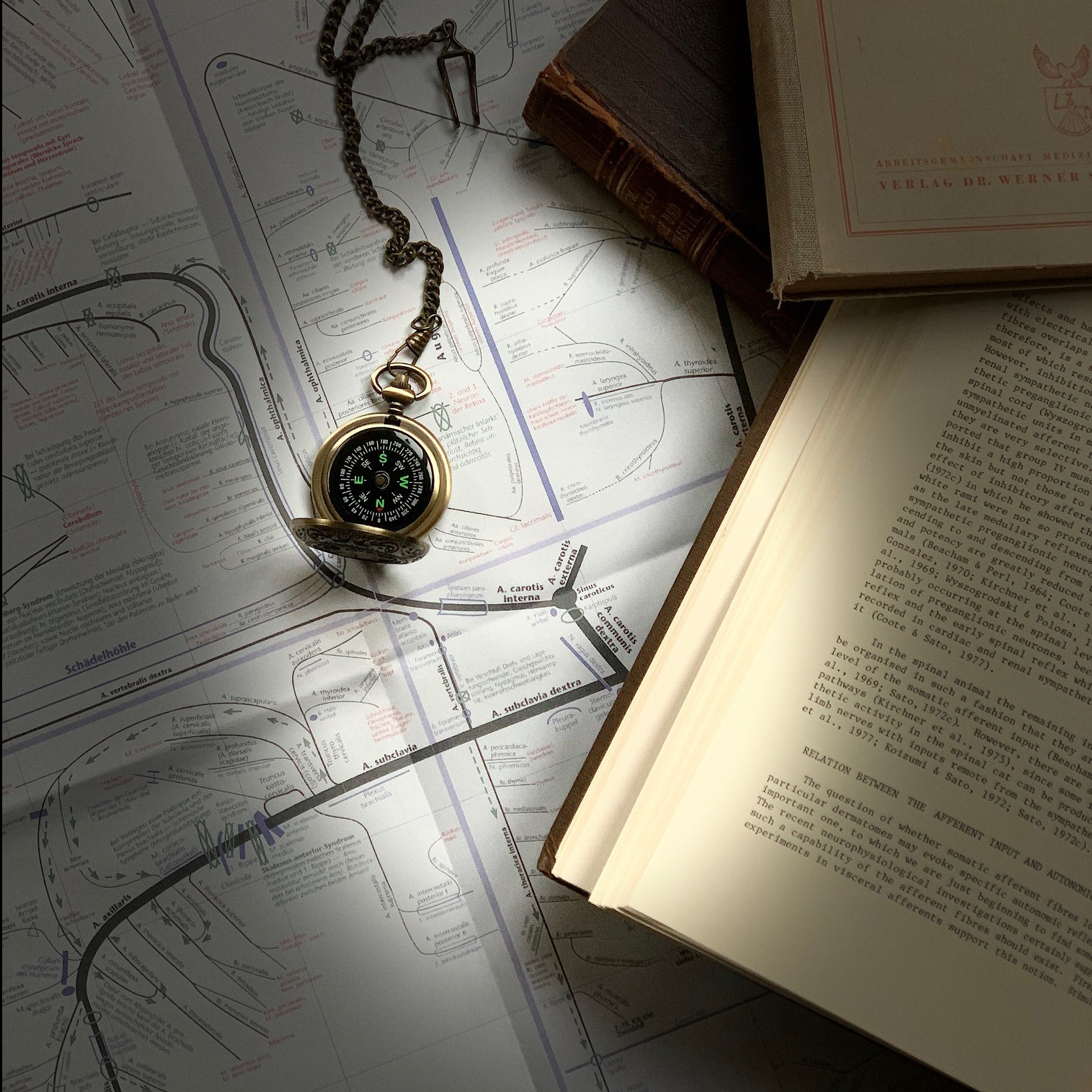 UFK: Neurophysiologische Funktionsketten und systemische Zusammenhänge in der Tiertherapie