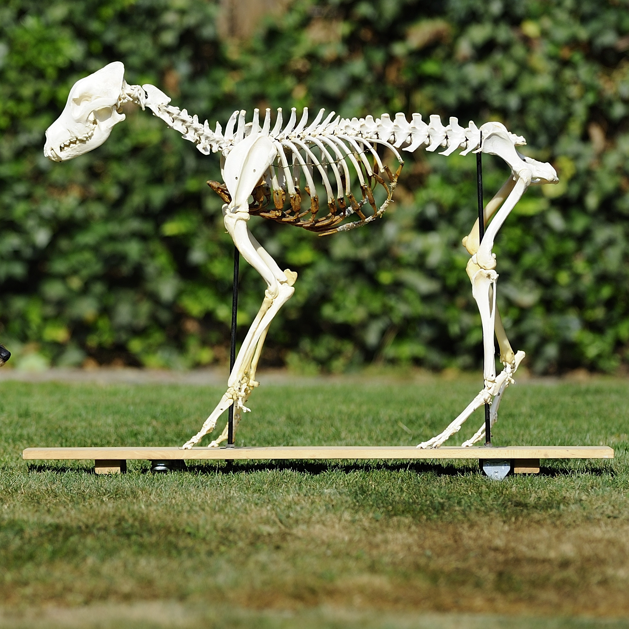 Hundephysiotherapie IV