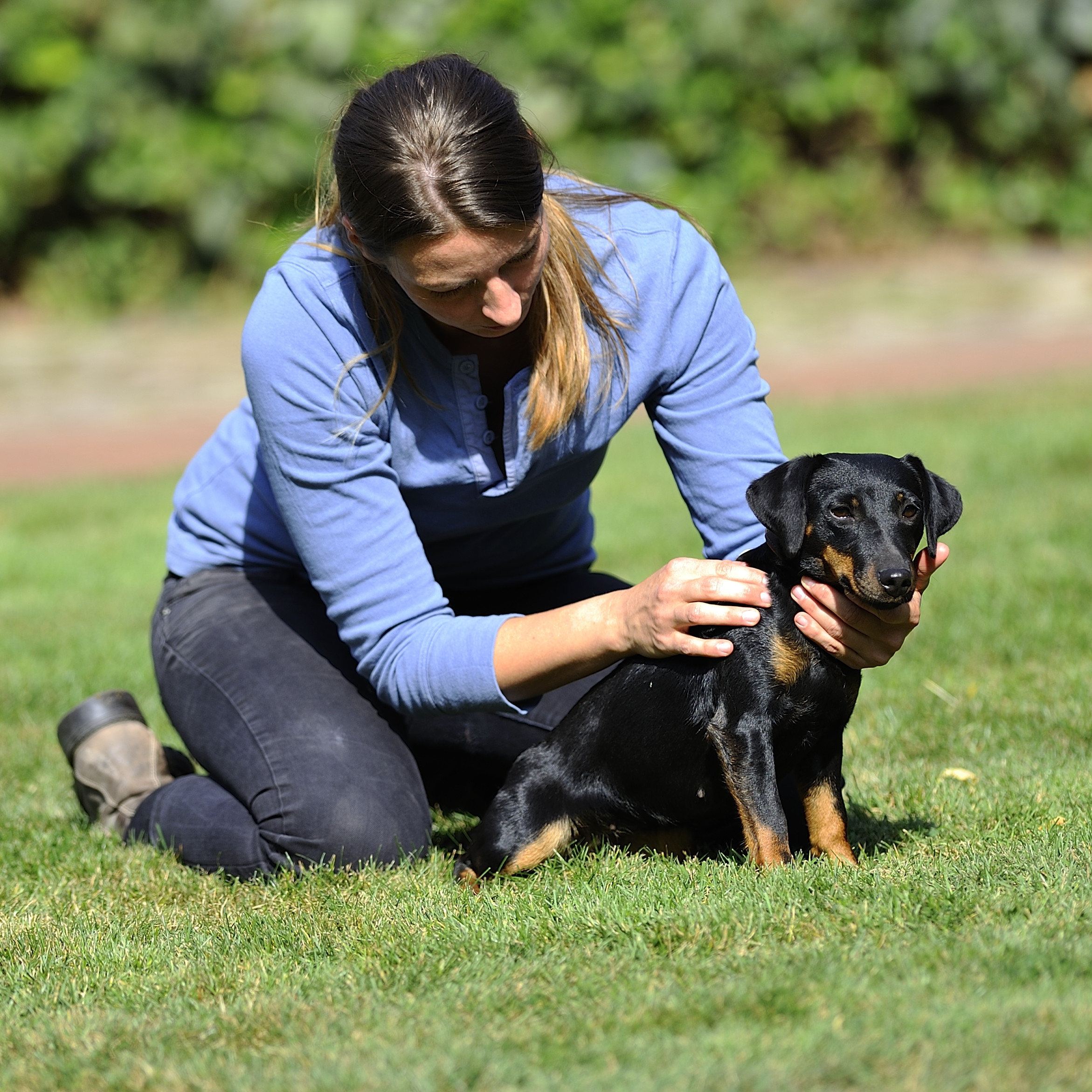 Akupressur bei Hunden