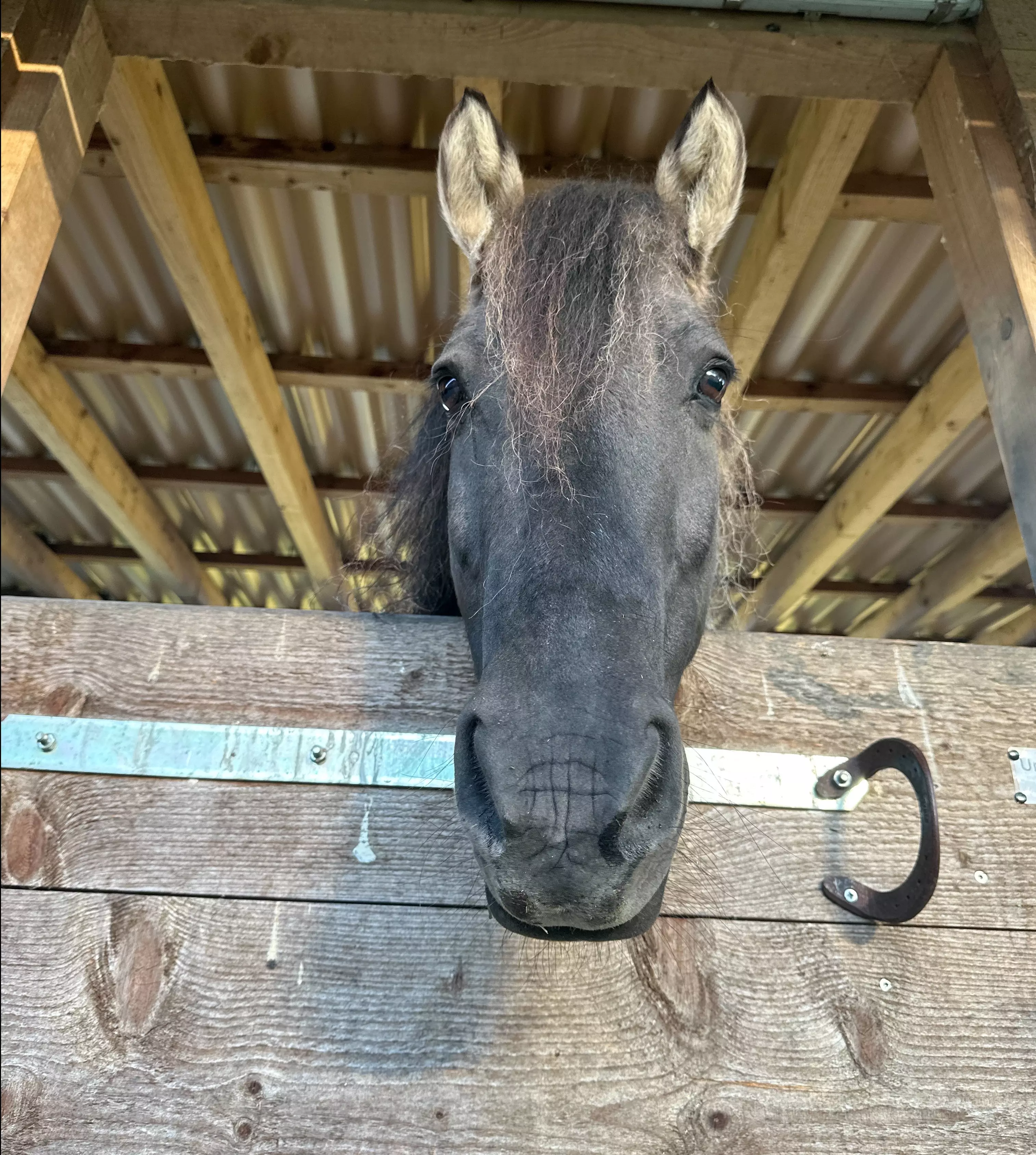 Ein Pferdekopf schaut neugierig über die Stalltür