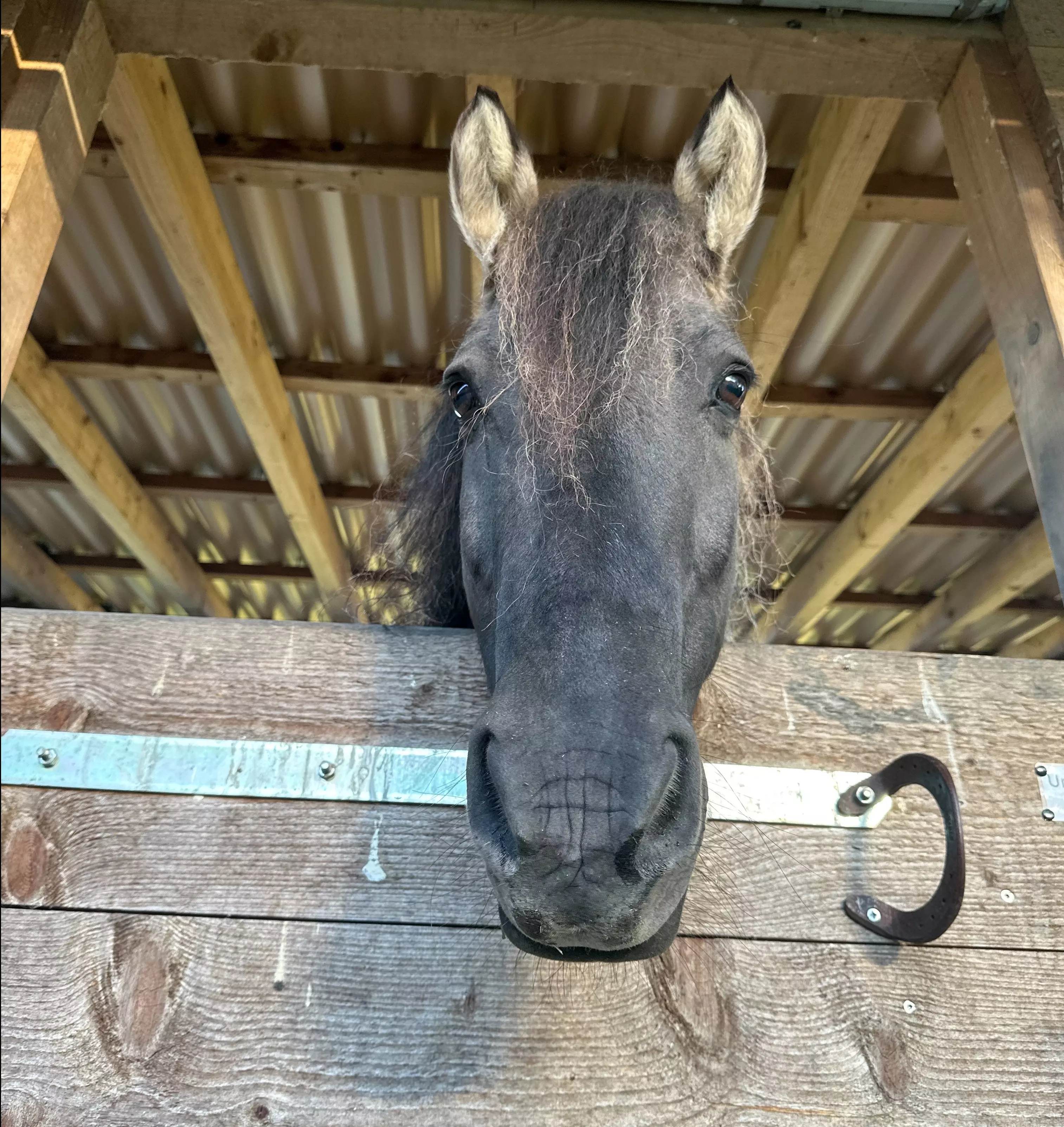 Hoof Meets Body (dreiteiliges Webinar)