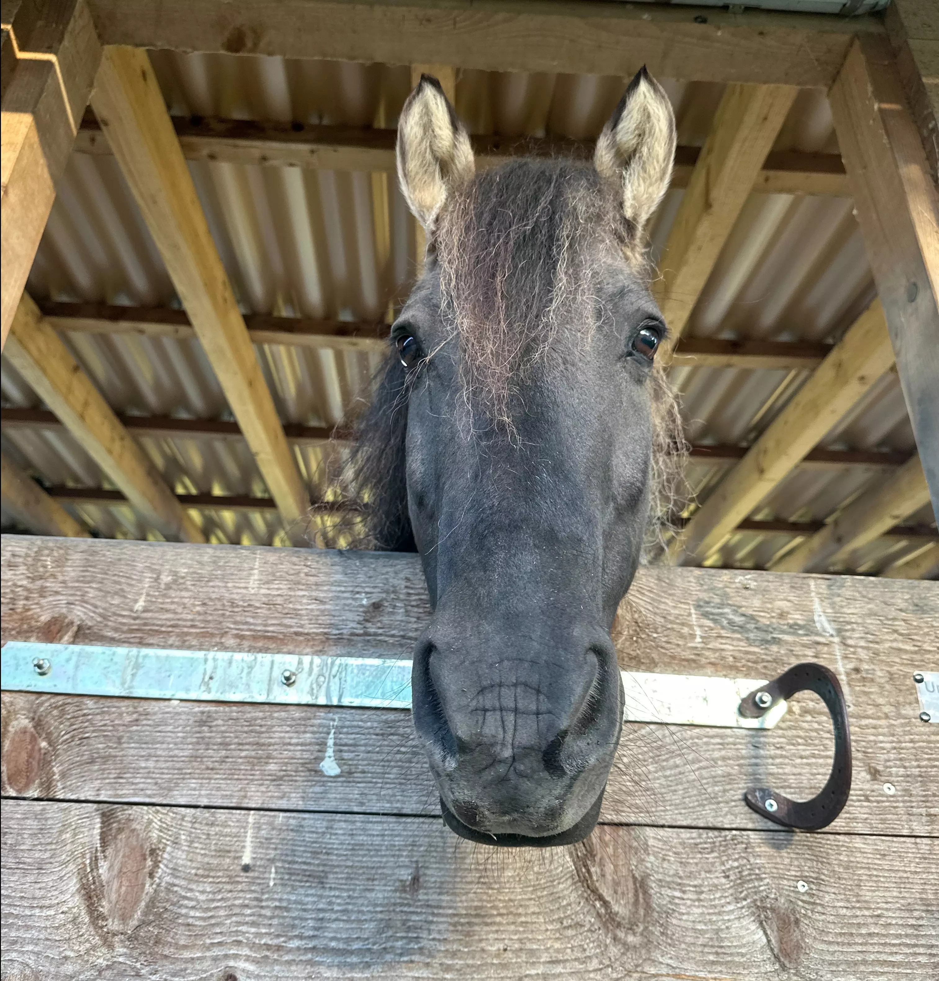 Ein Pferdekopf schaut neugierig über die Stalltür