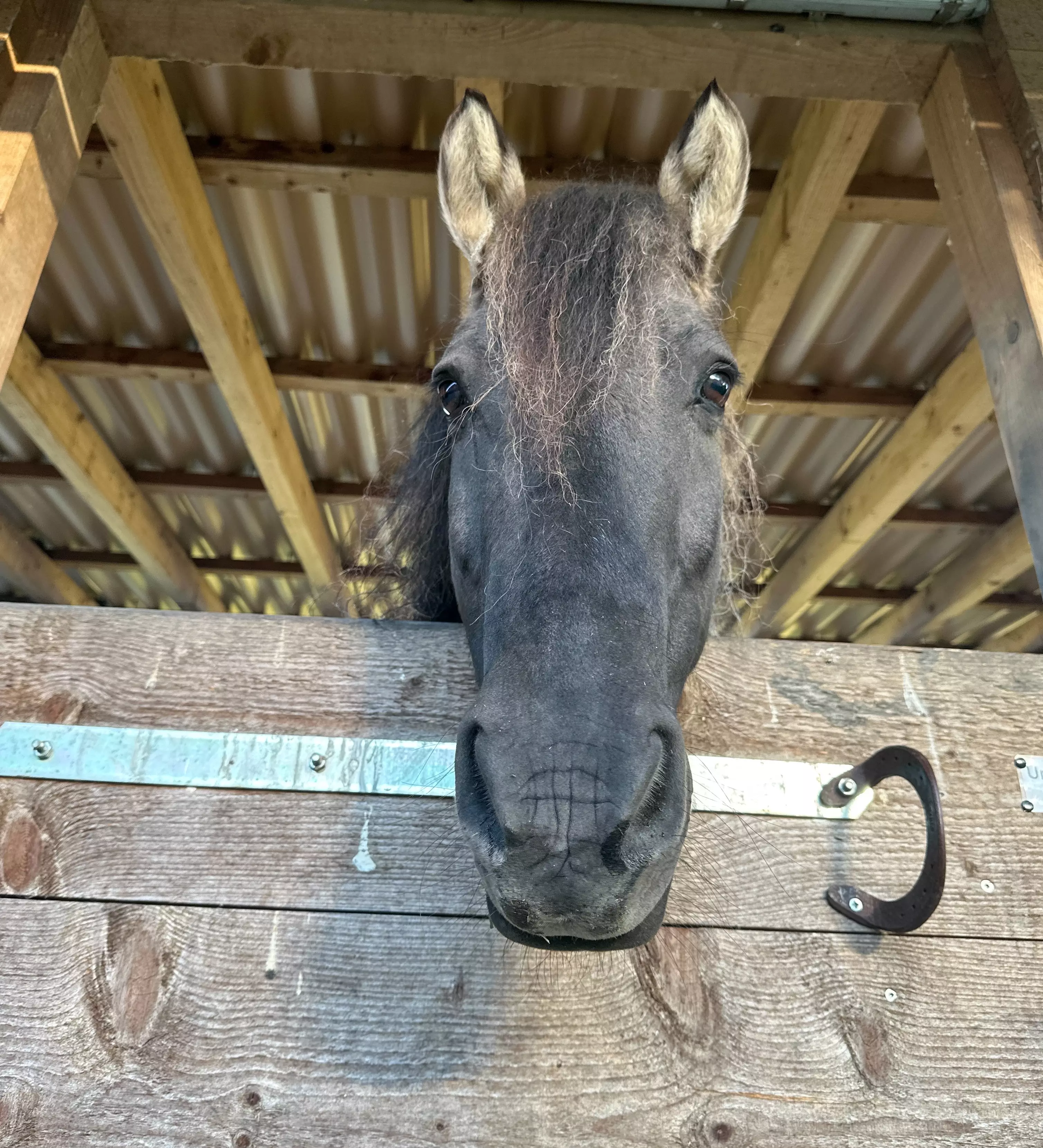 Ein Pferdekopf schaut neugierig über die Stalltür