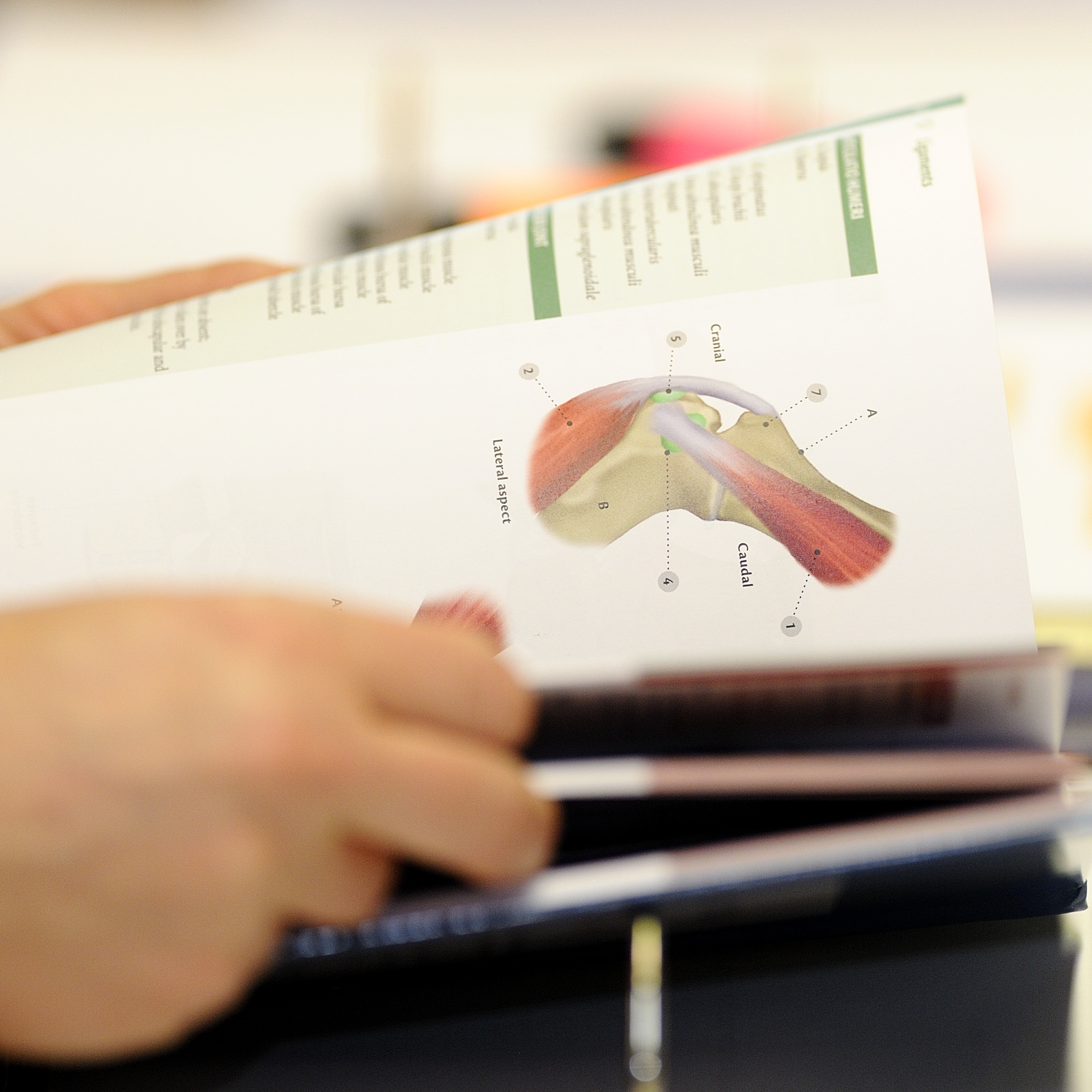 Erste Hilfe und Ernährung beim Hund