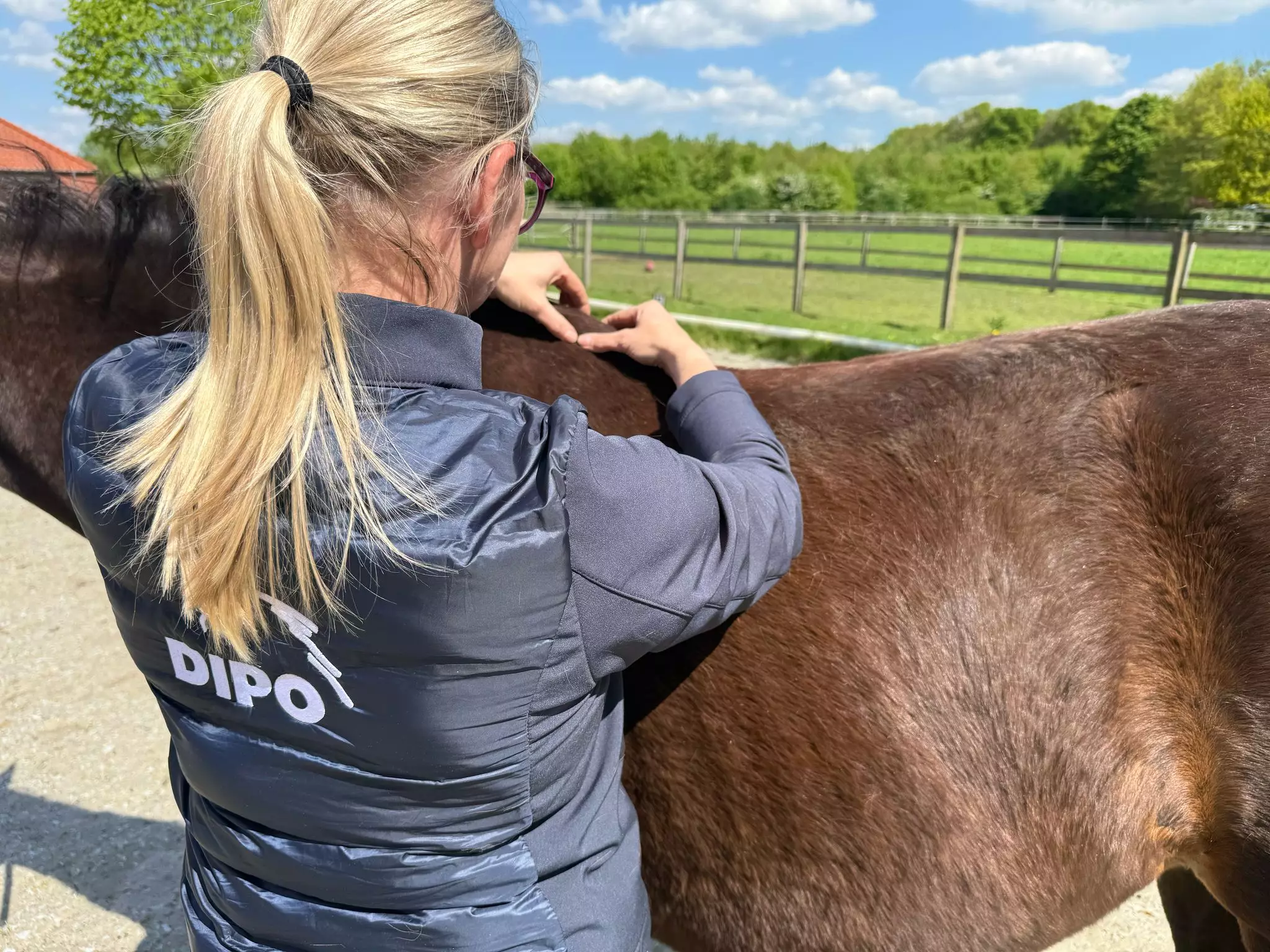 Dorntherapie am Pferd