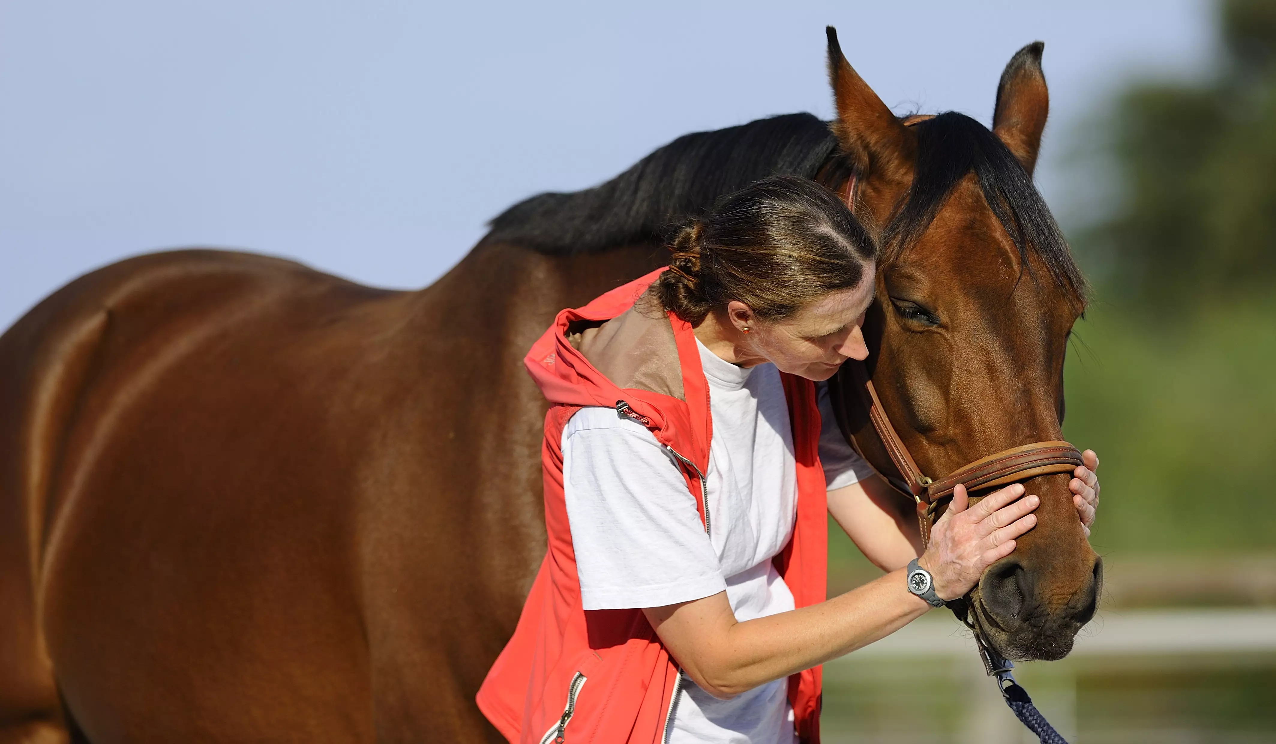 Akupressur für Pferde