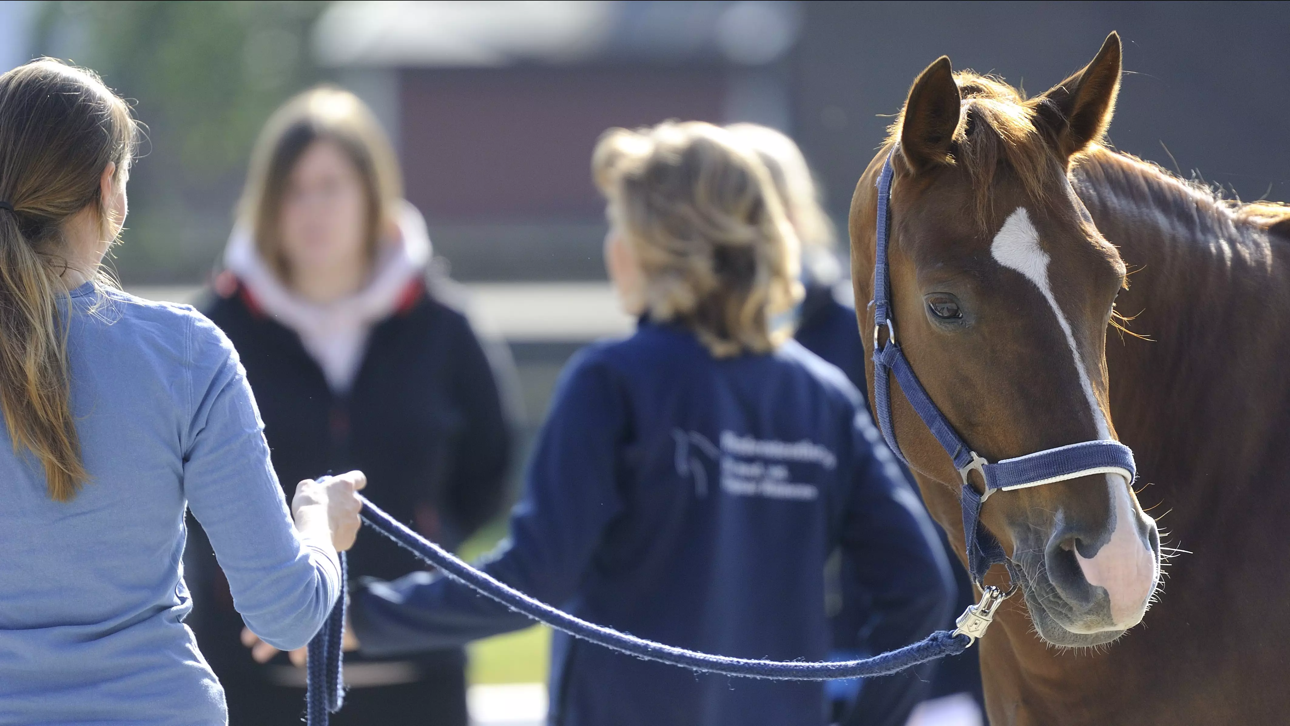 DIPO-Pferdeosteopathie Kurs 24 (Weiterbildungsreihe mit 14 Modulen) | Kursort Bopfingen