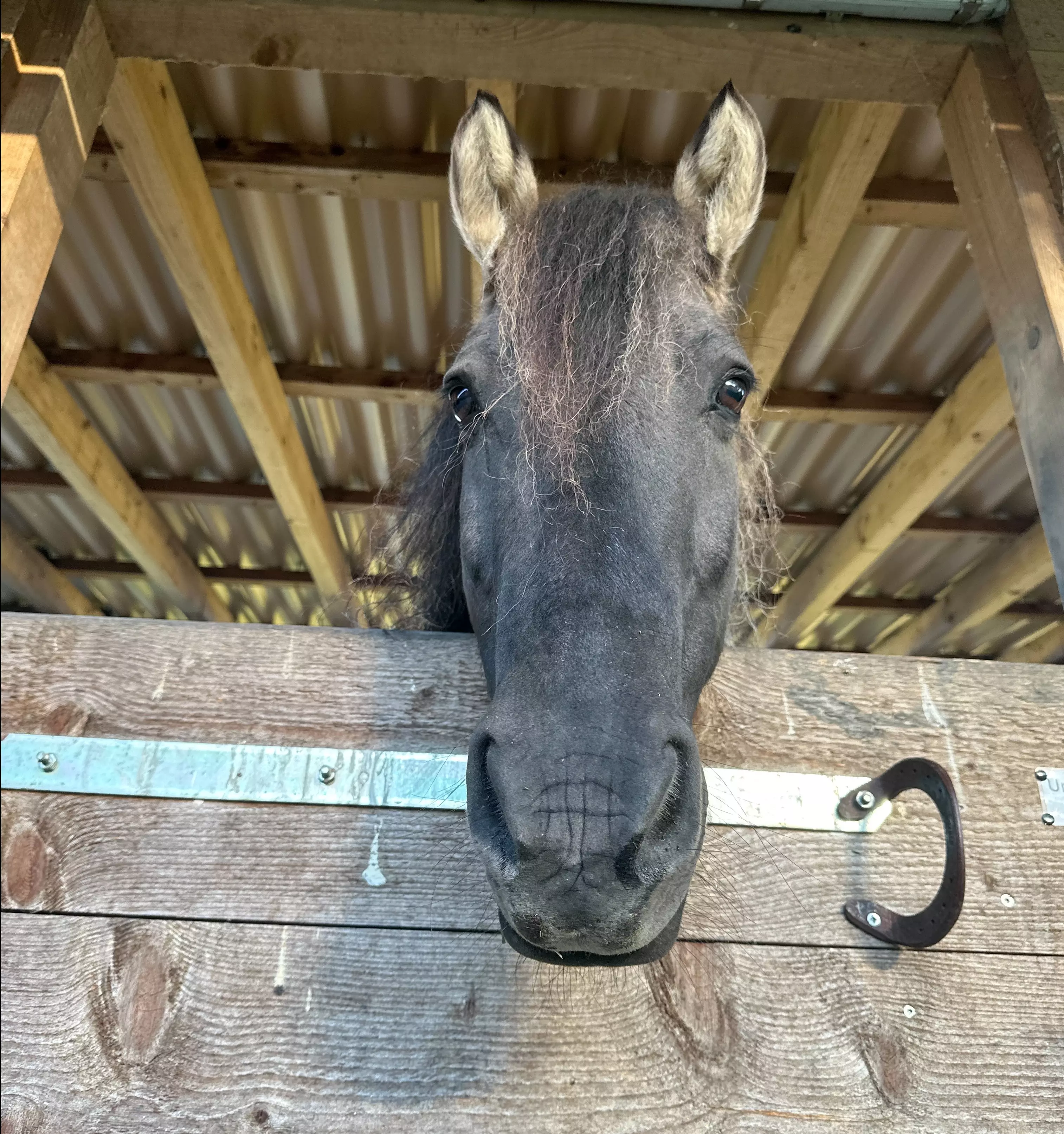 Ein Pferdekopf schaut neugierig über die Stalltür