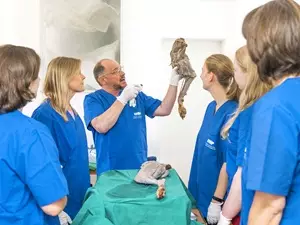 Neurologie und Physikalische Therapie bei Pferden