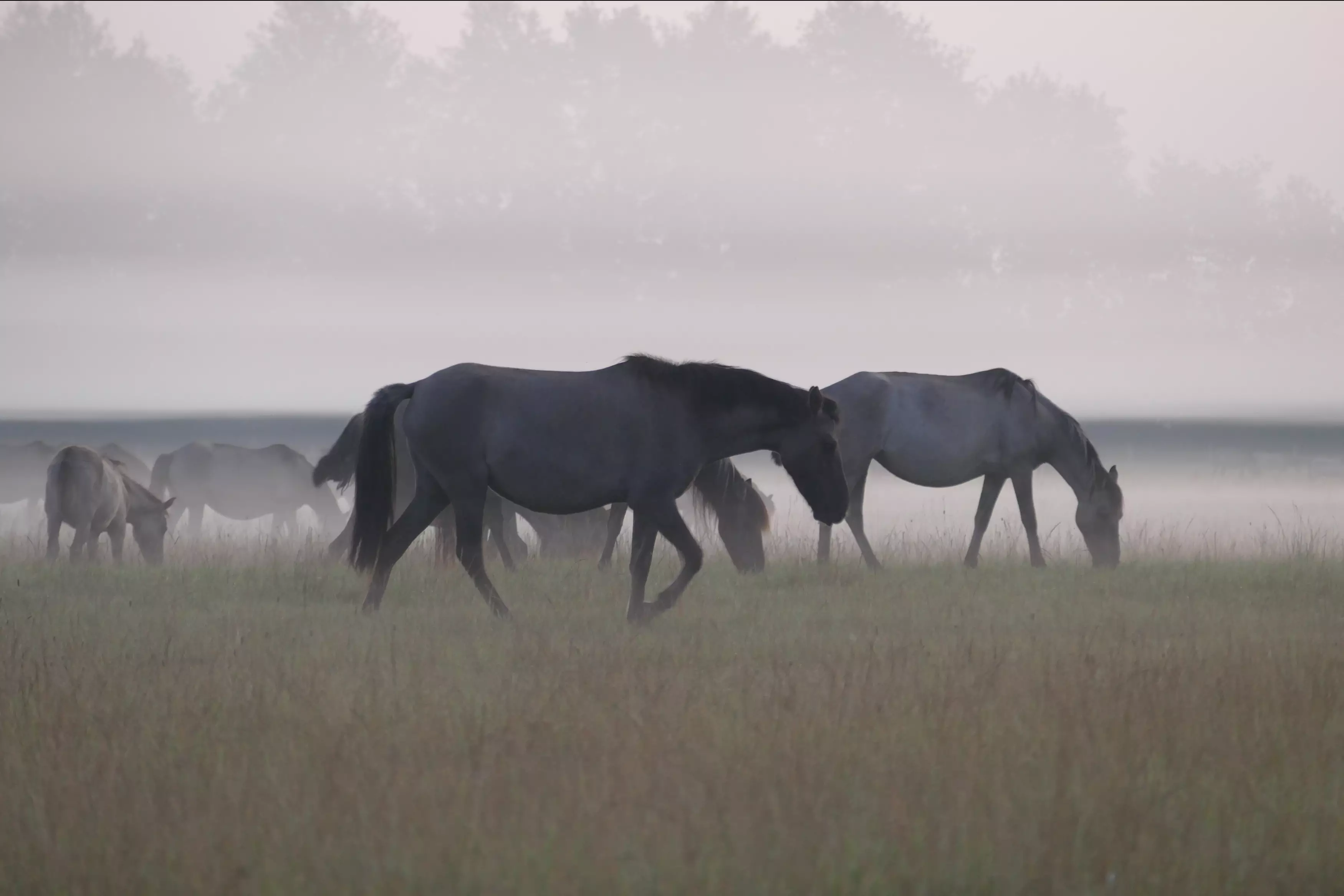 Pferdeverhalten beobachten und interpretieren – am Beispiel der Wildpferdeherde in Dülmen