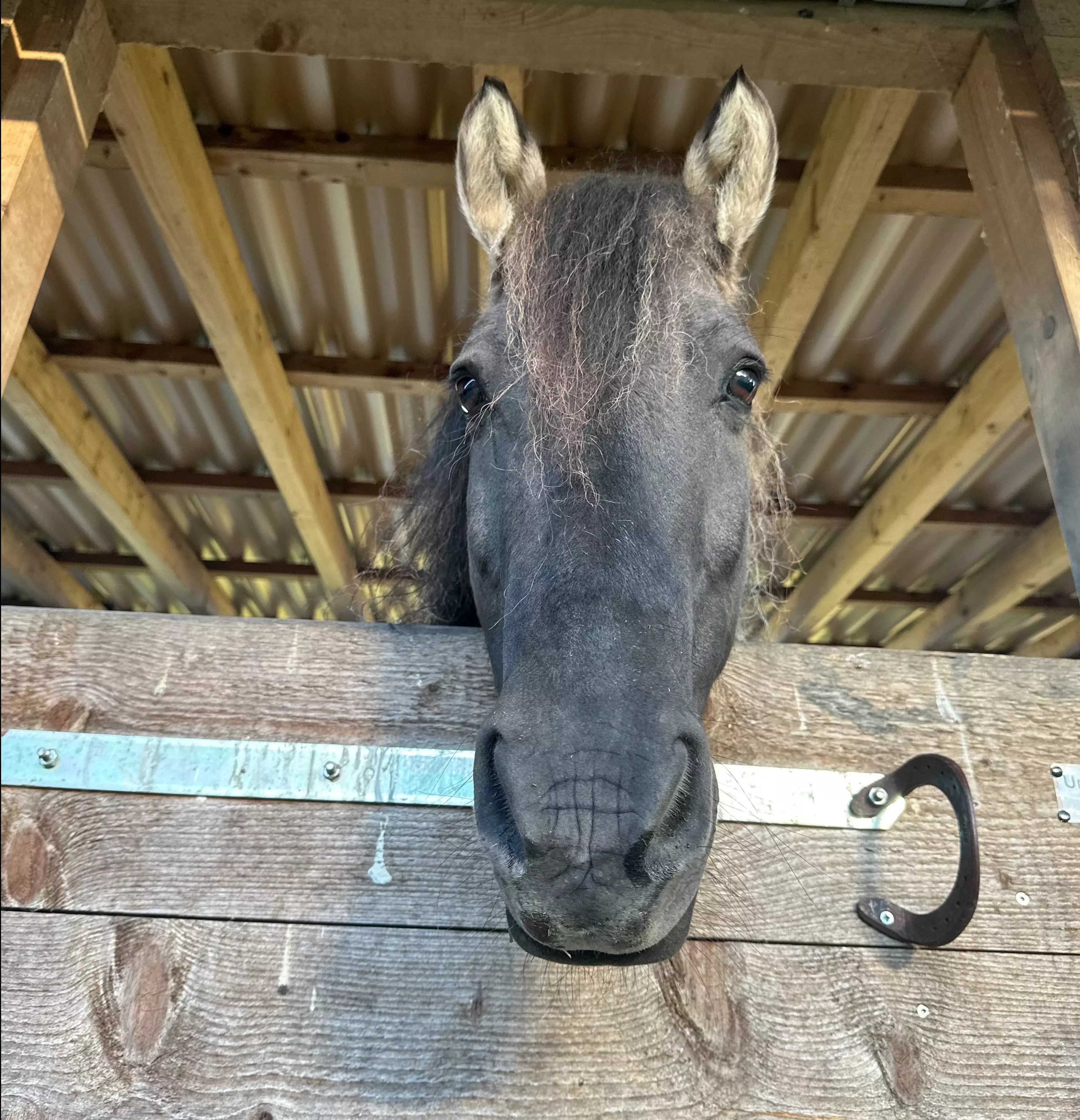 Ein Pferdekopf schaut neugierig über die Stalltür