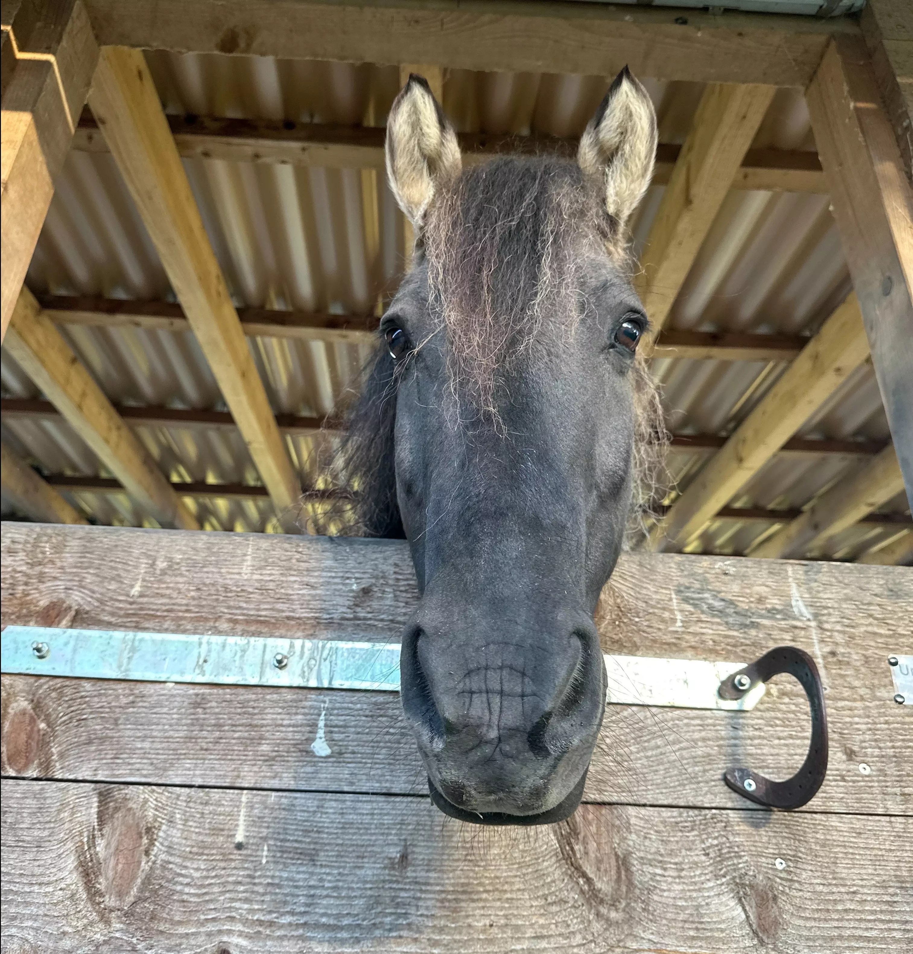 Ein Pferdekopf schaut neugierig über die Stalltür