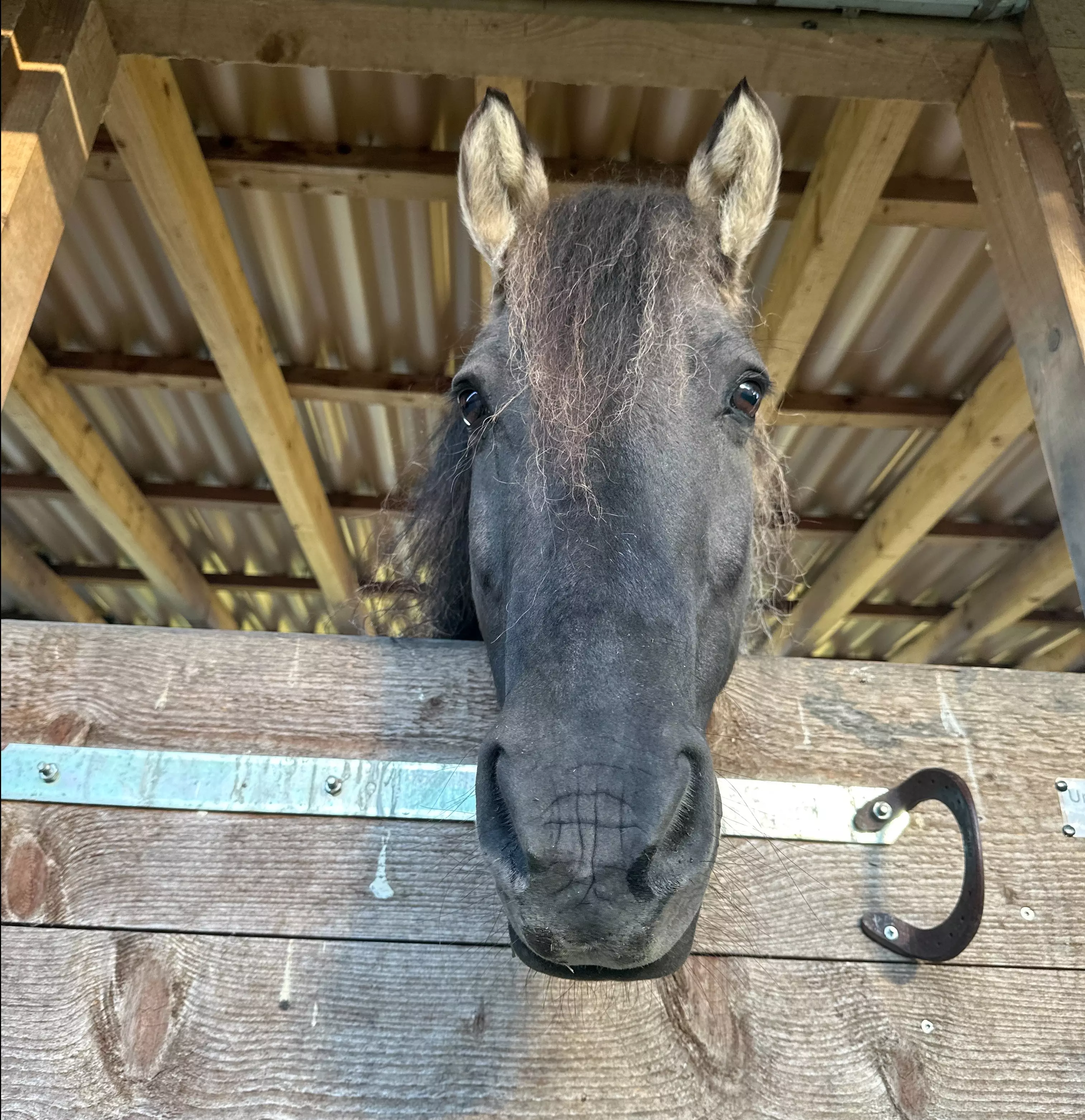 Ein Pferdekopf schaut neugierig über die Stalltür