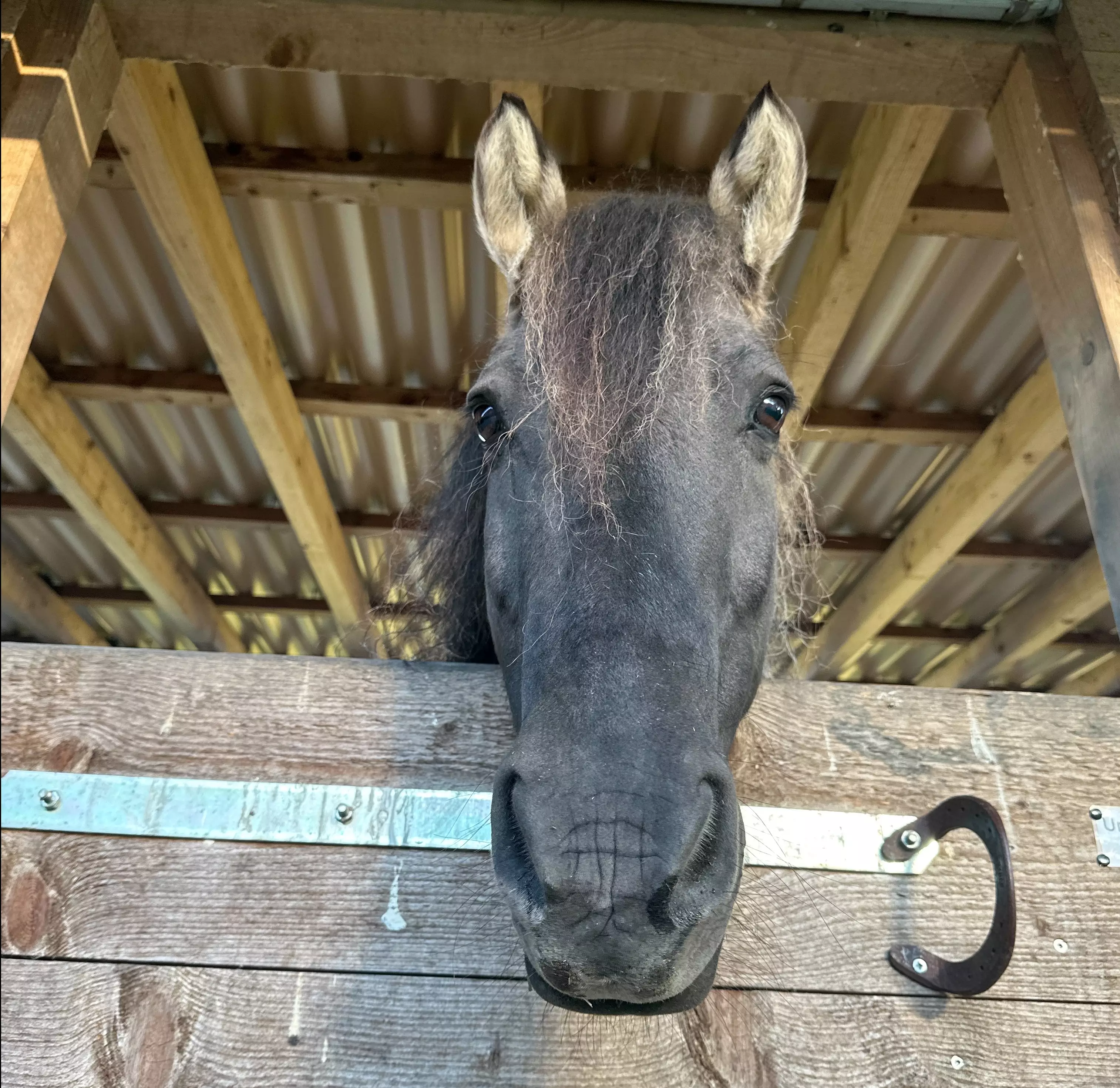 Ein Pferdekopf schaut neugierig über die Stalltür