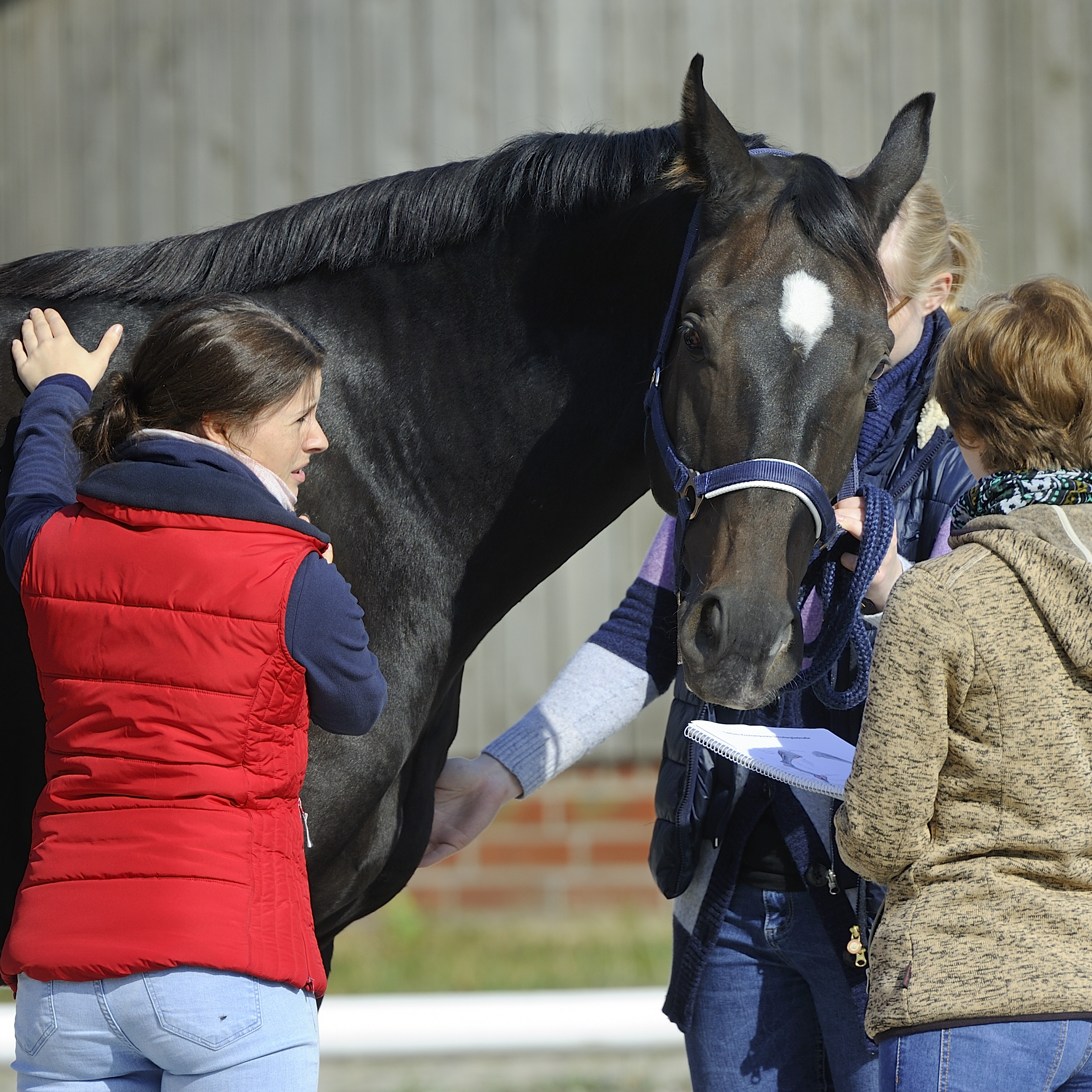 Manuelle Therapie für Pferde | Modul 2