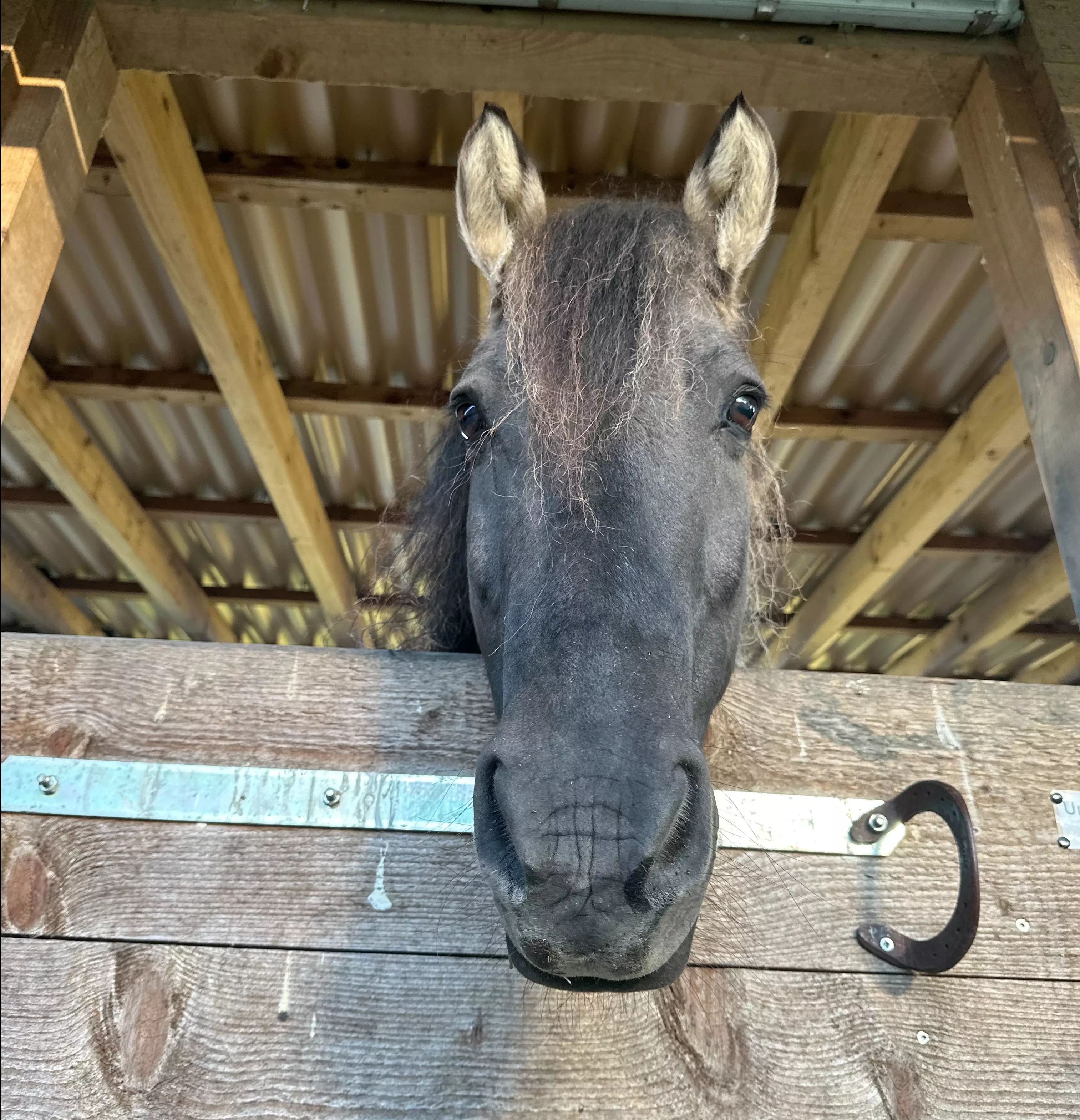 Ein Pferdekopf schaut neugierig über die Stalltür