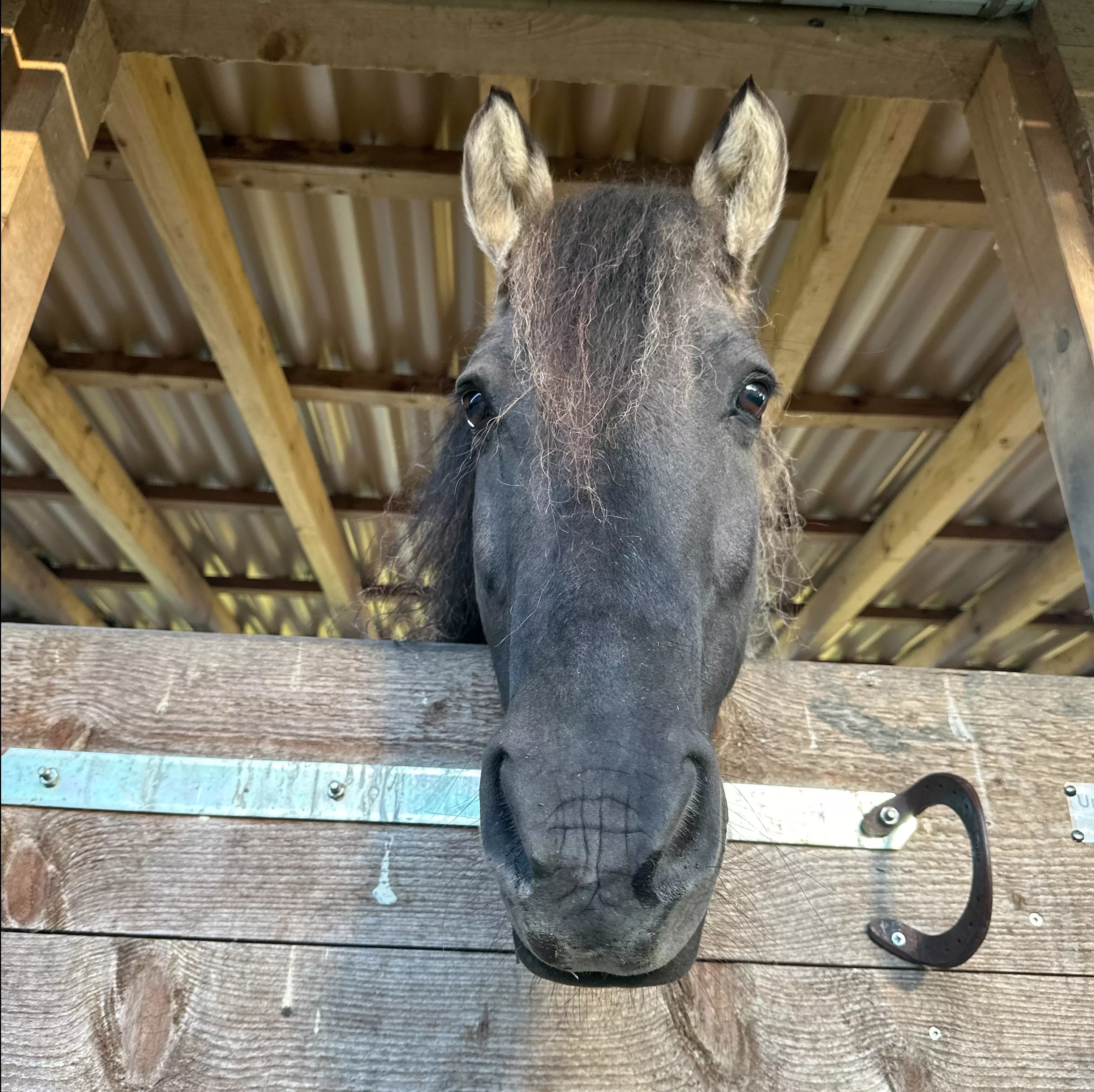 Ein Pferdekopf schaut neugierig über die Stalltür