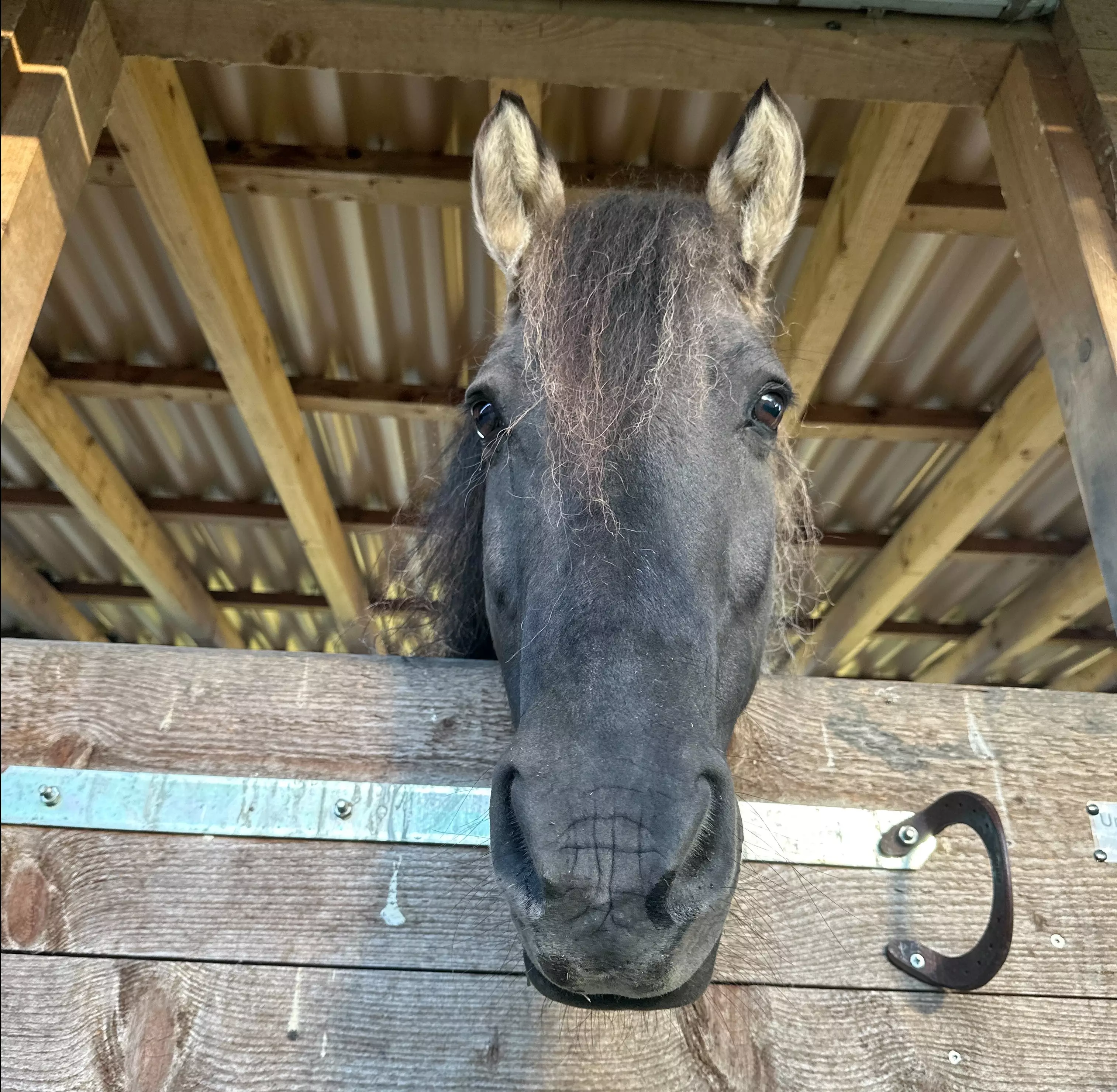 Ein Pferdekopf schaut neugierig über die Stalltür
