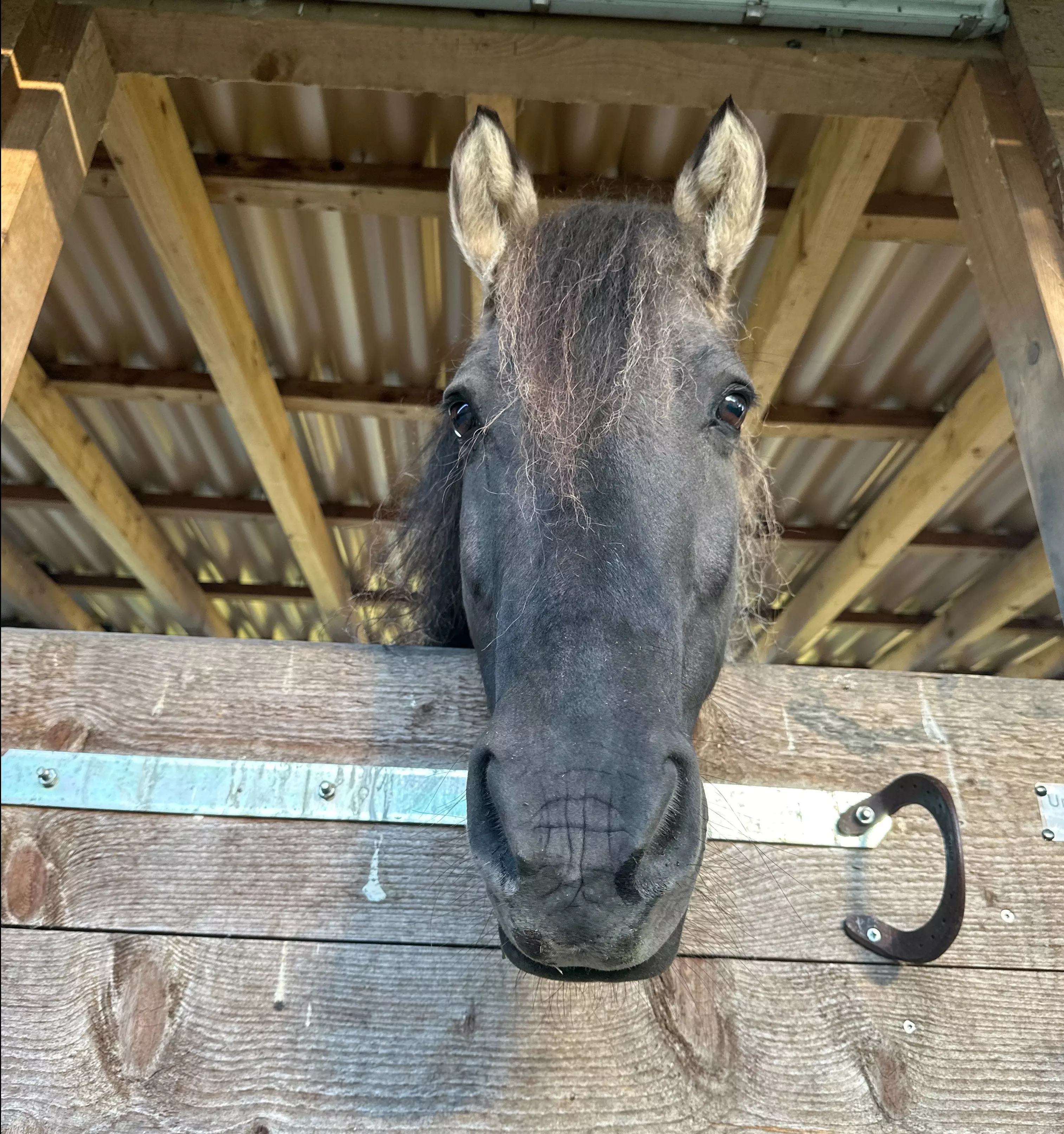 Ein Pferdekopf schaut neugierig über die Stalltür