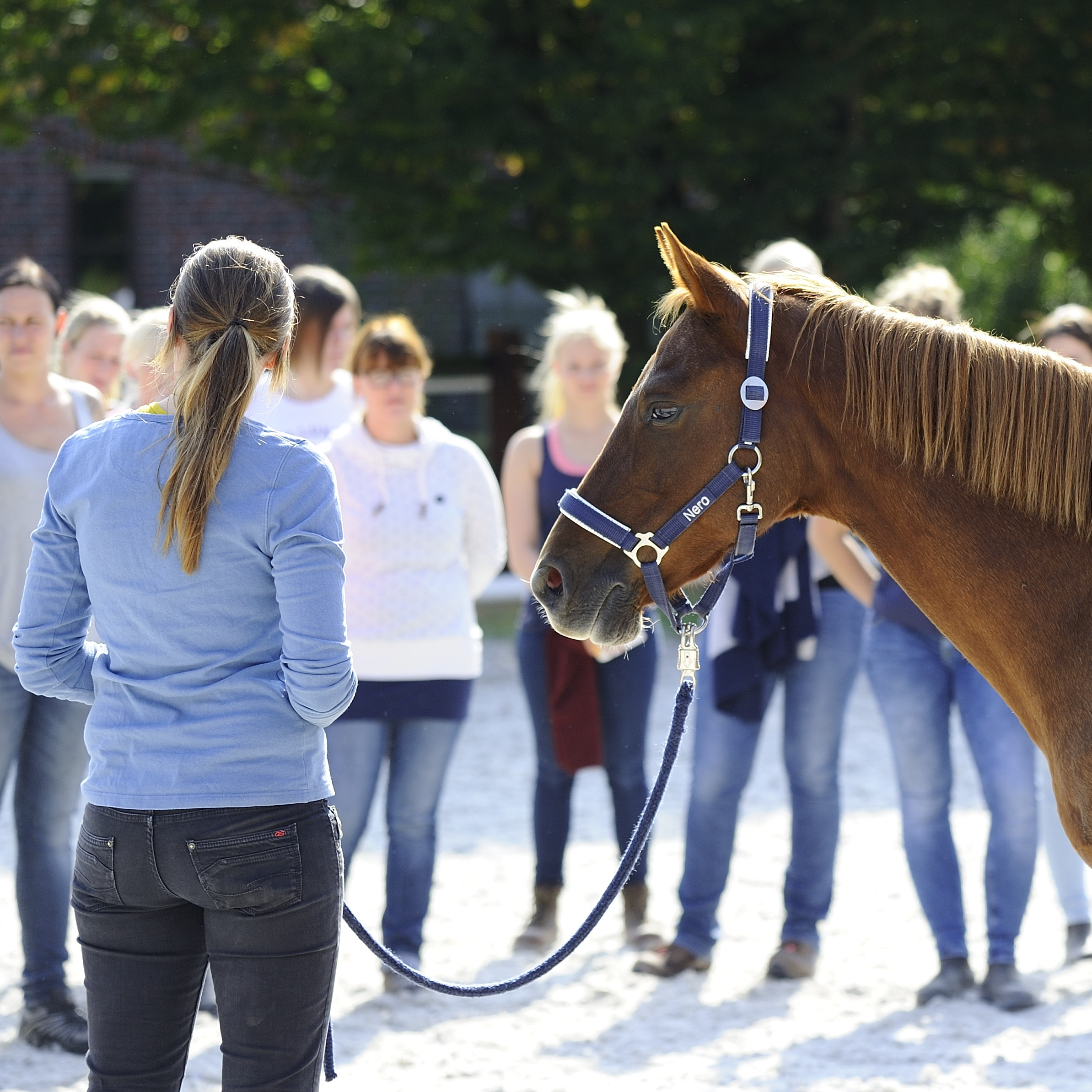 Manuelle Therapie für Pferde | Modul 3