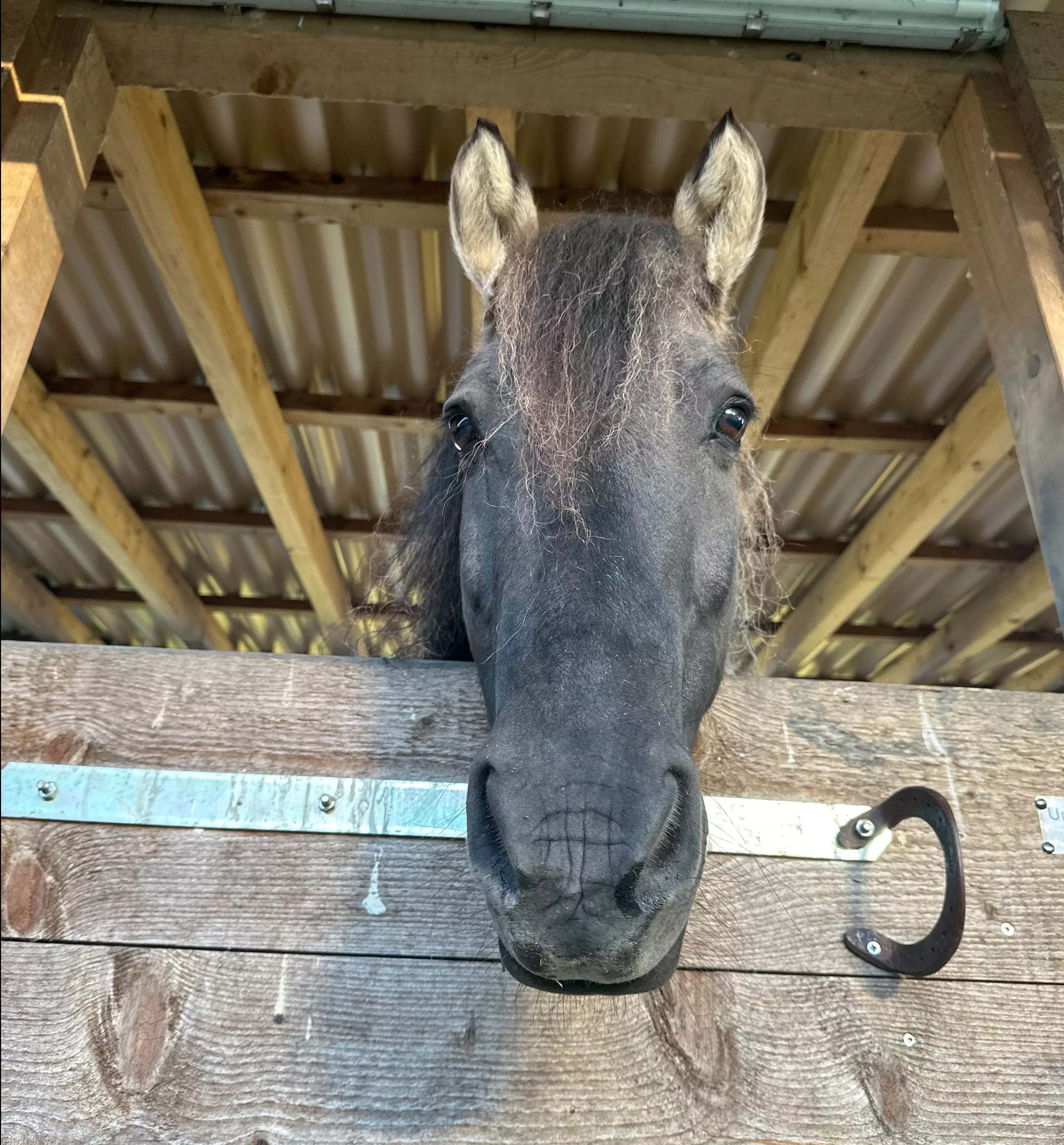 Ein Pferdekopf schaut neugierig über die Stalltür