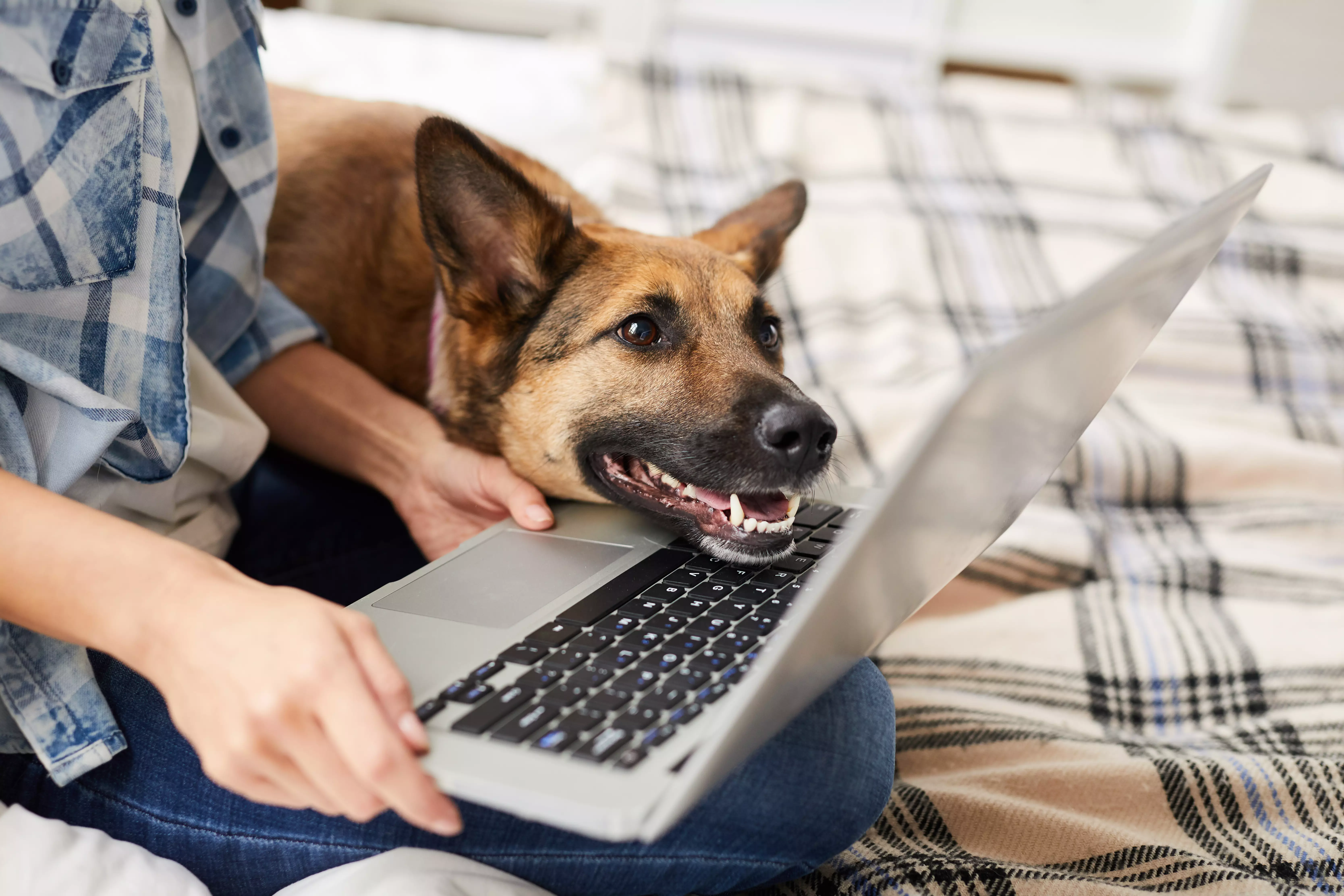 Eine Person sitzt mit einem Laptop auf dem Schoss auf einem Bett und ein Schäferhund hat seinen Kopf auf der Tastatur abgelegt
