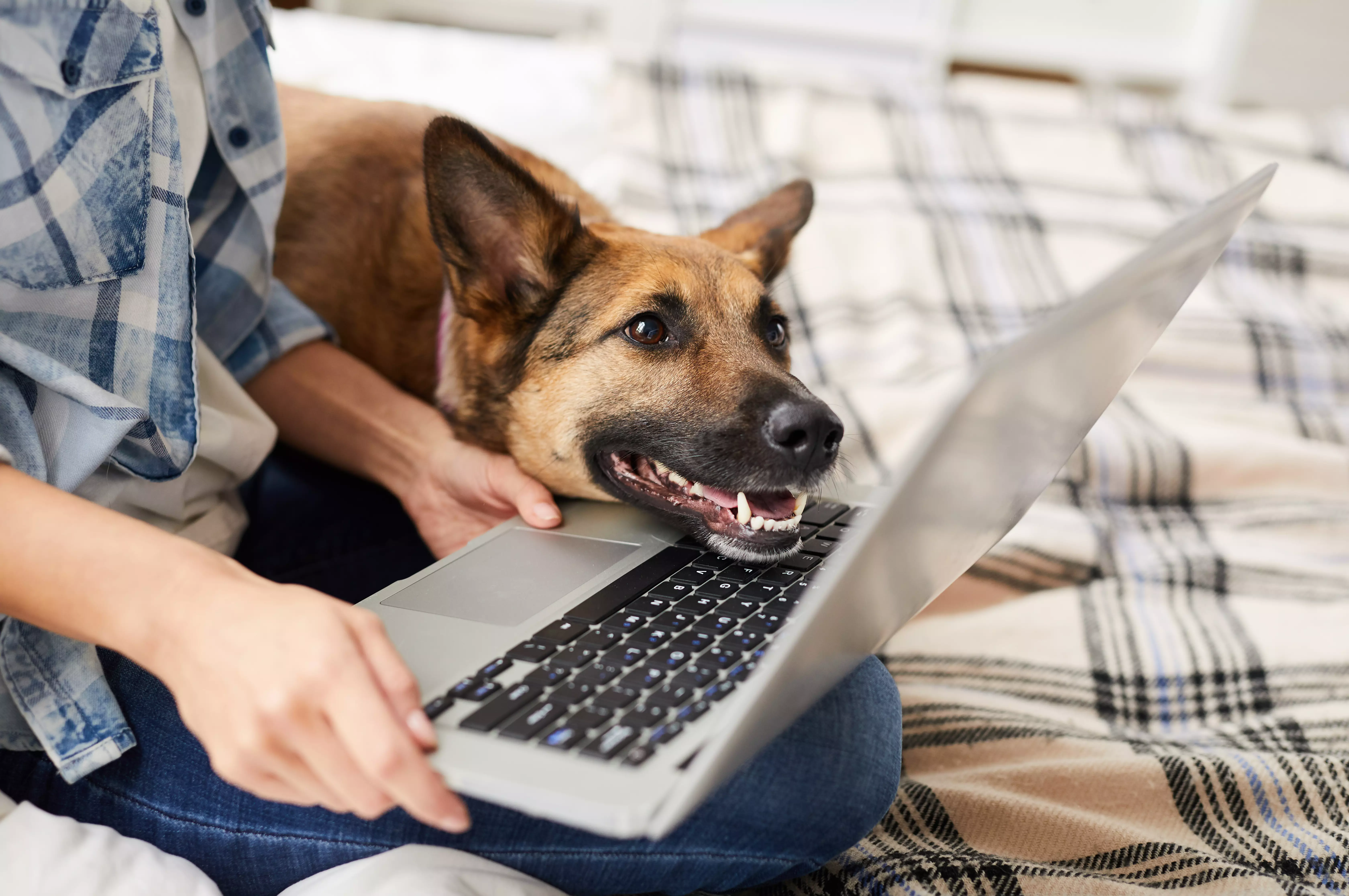 Eine Person sitzt mit einem Laptop auf dem Schoss auf einem Bett und ein Schäferhund hat seinen Kopf auf der Tastatur abgelegt