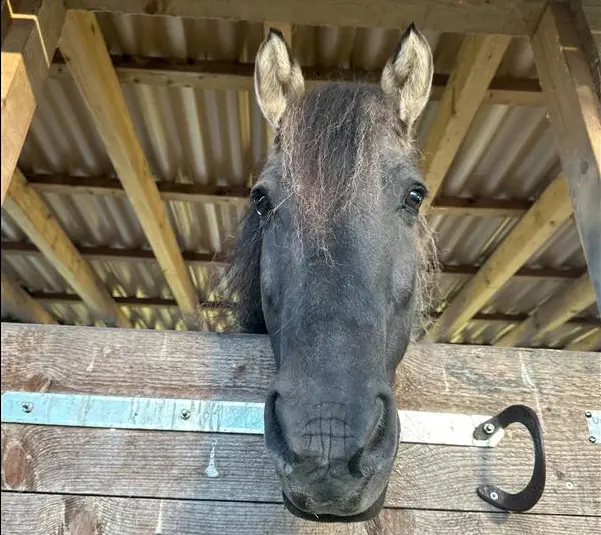 Entwurmen, aber richtig - Parasitärer Zyklus und Antiparasitäres Management (im Stall und auf der Wiese)