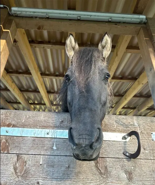 Der Pferdeschädel - Anatomie und die Möglichkeiten an Gebisse und Zaumzeug