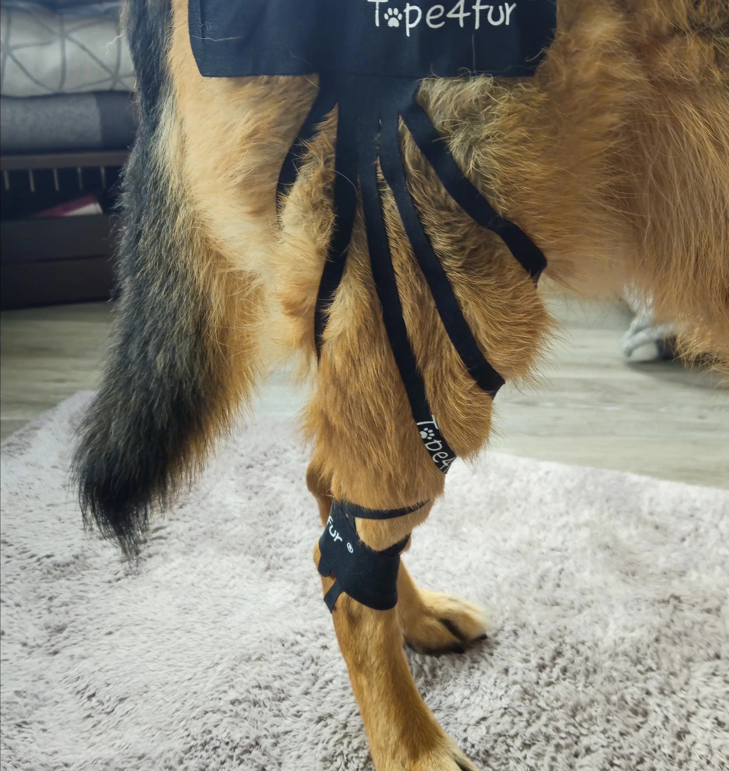 Hundetaping – funktionell, praxisnah & alltagstauglich