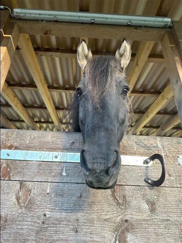 Neurologie aus Therapeutensicht | Pferd, zweiteilig