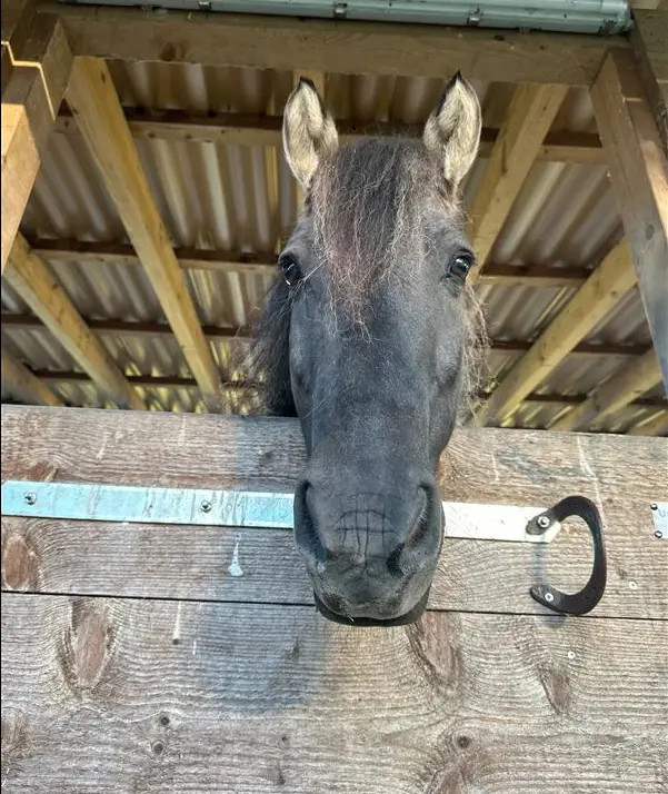 Psychosomatik beim Pferd – Wenn emotionale Belastungen körperlich werden