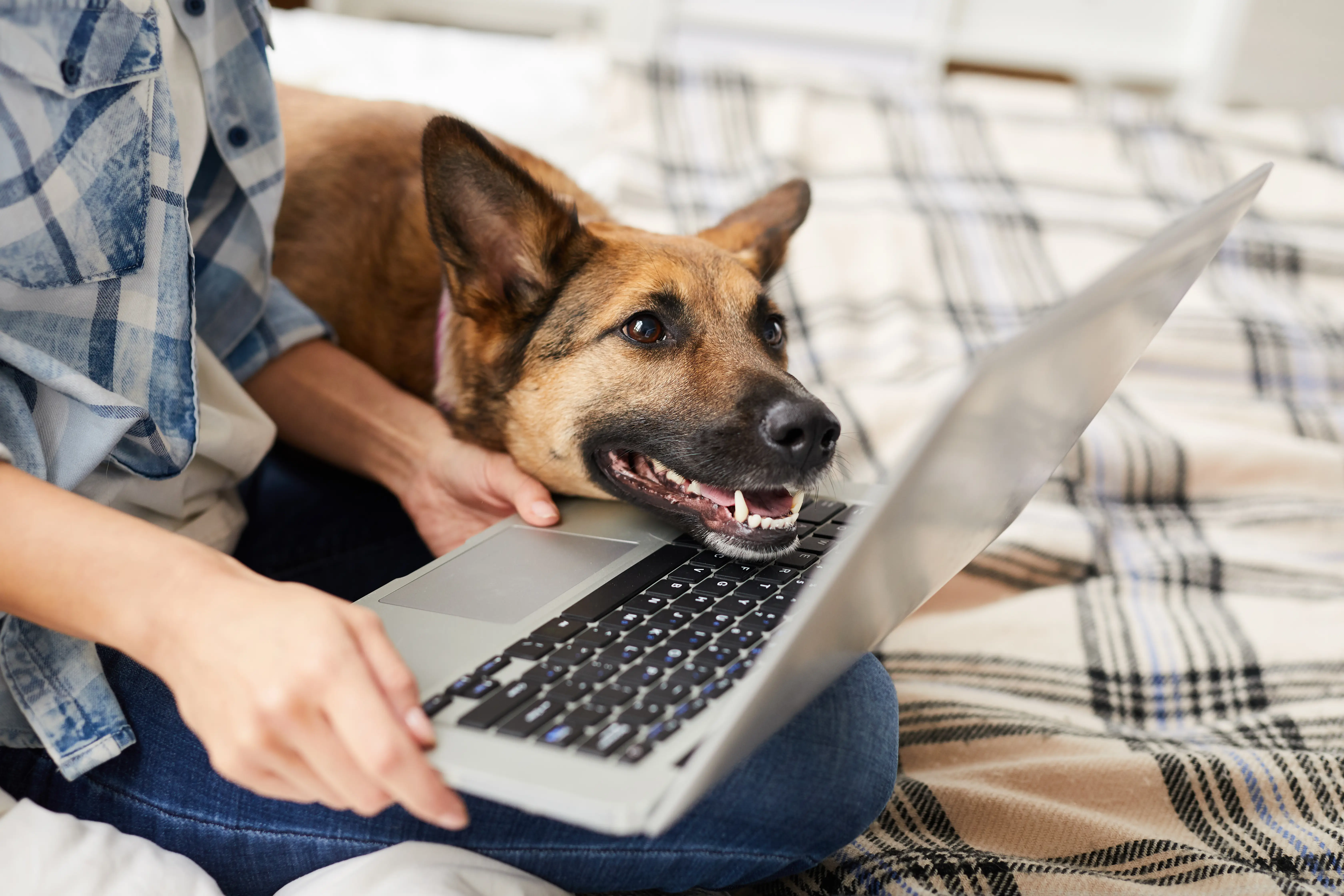 Webinar zur Fortbildung Manuelle Therapie am Hund, Wiederholung Modul 2