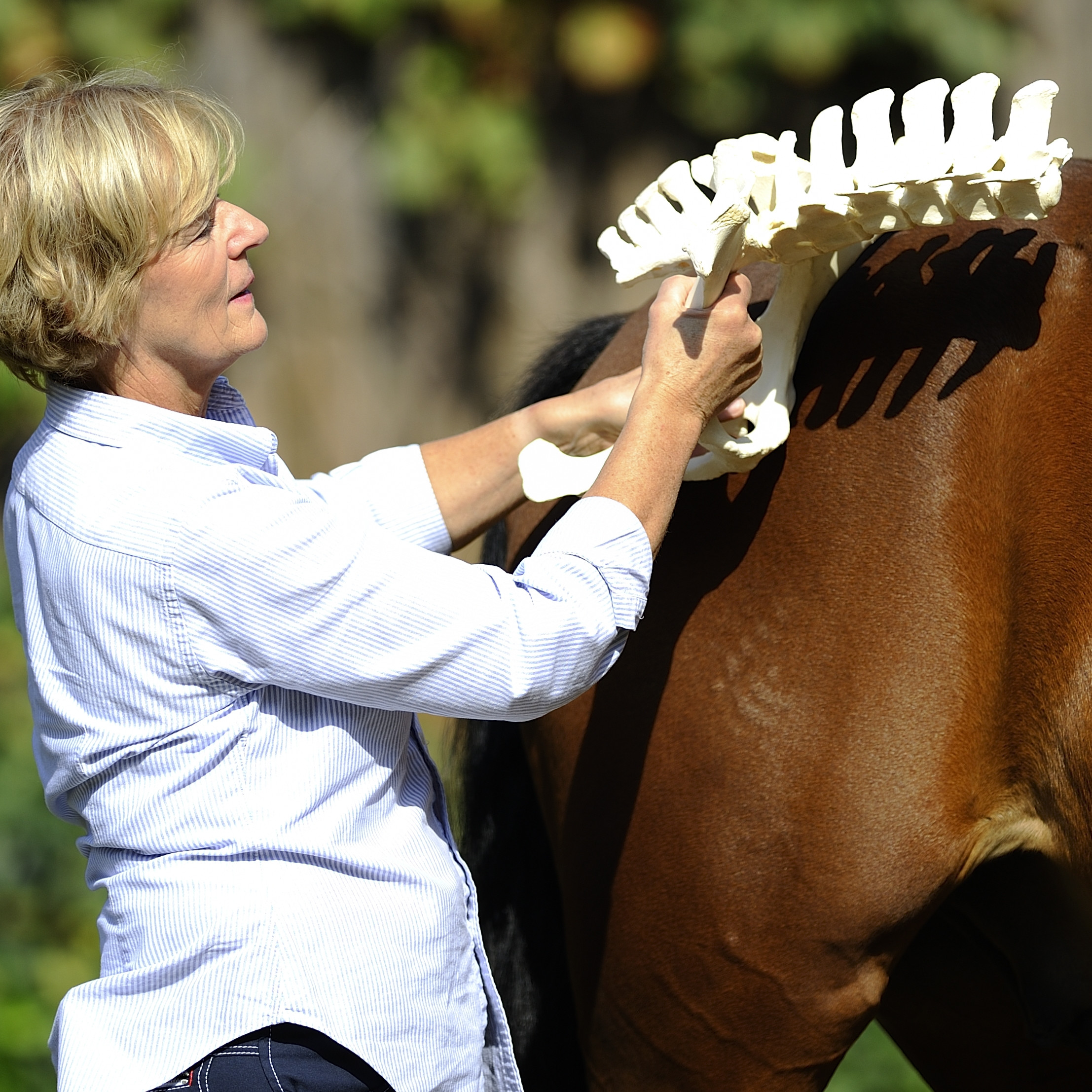 Pferdephysiotherapie II