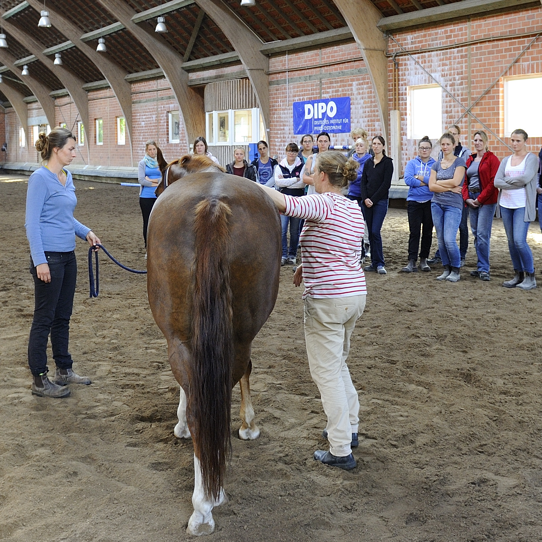 Kranio-Sakrale-Therapie für Pferde | Modul 2