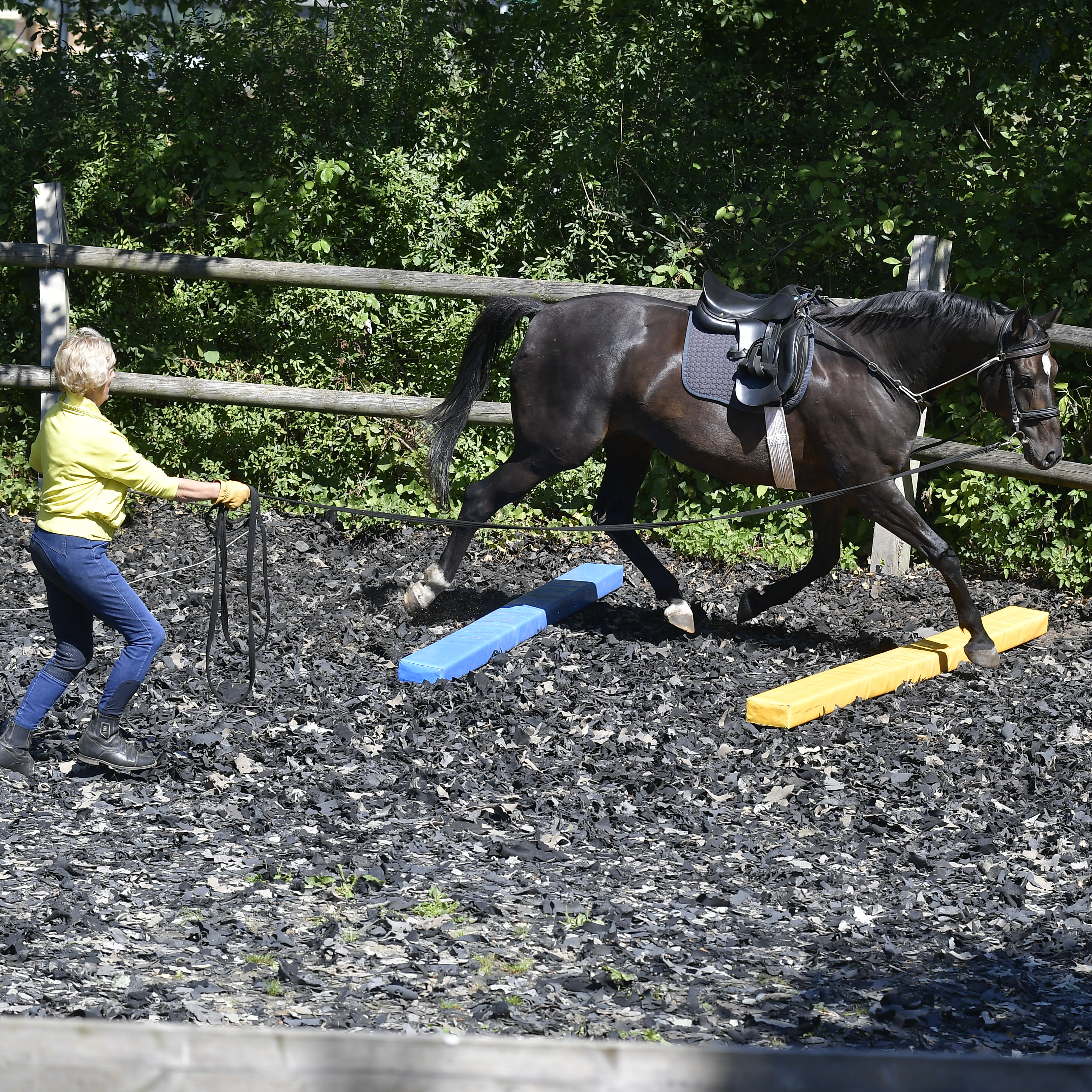 Physiologisches, pferdegerechtes Longieren