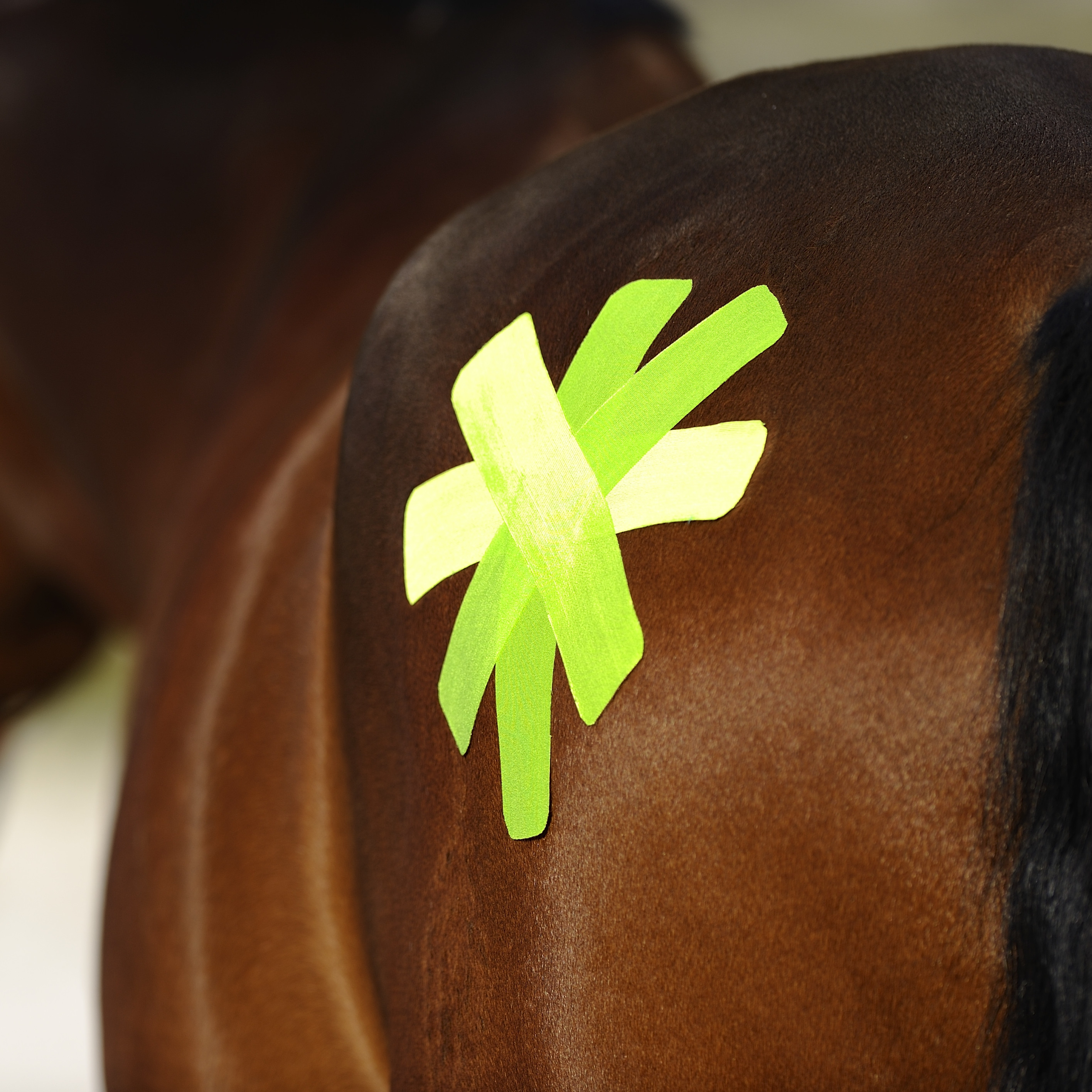 Flexibles Taping bei Pferden