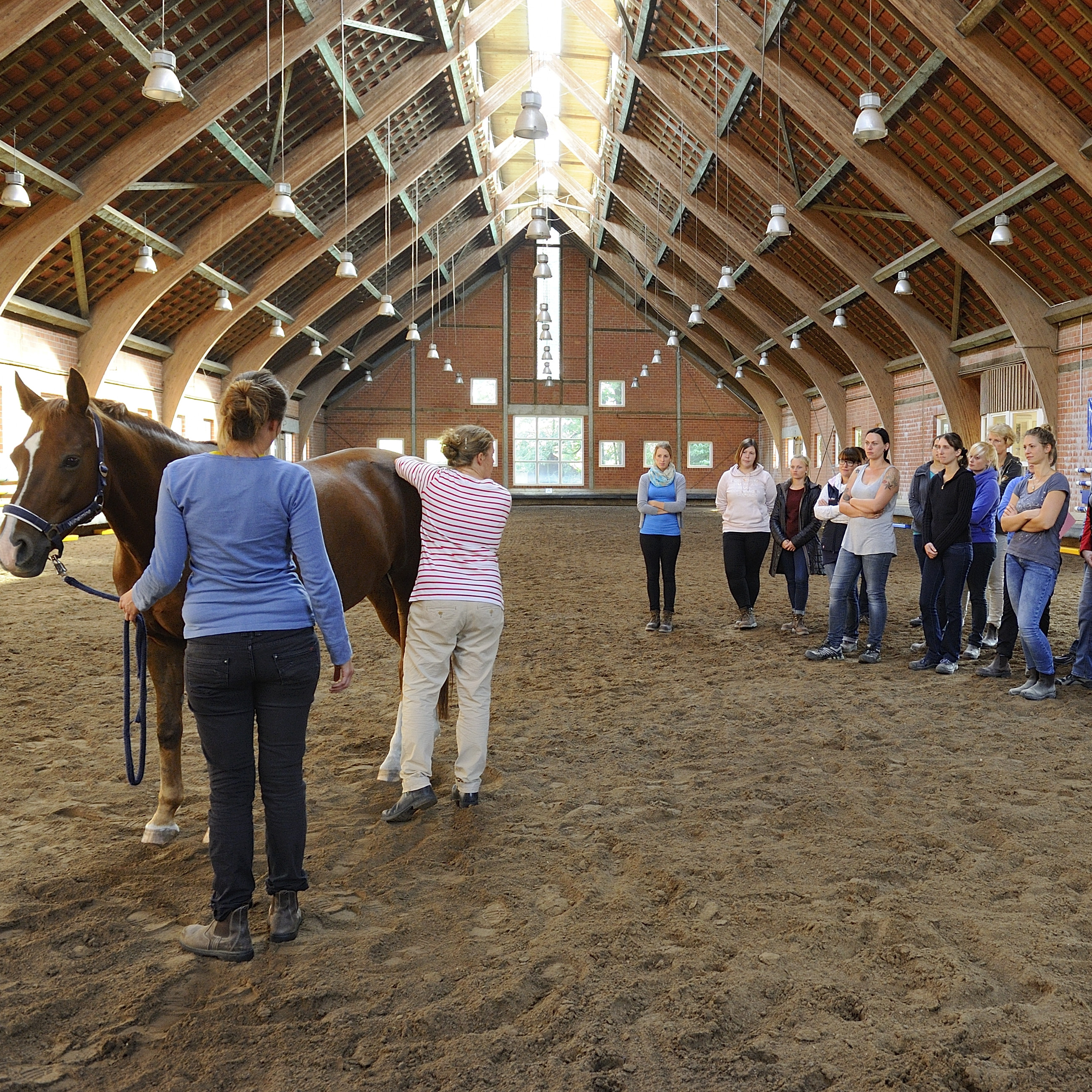 Pferdephysiotherapie III