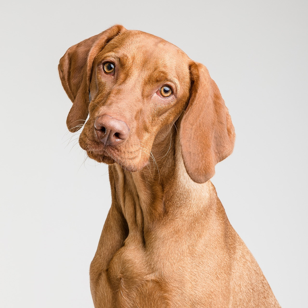 Dorn-Therapie für Hunde