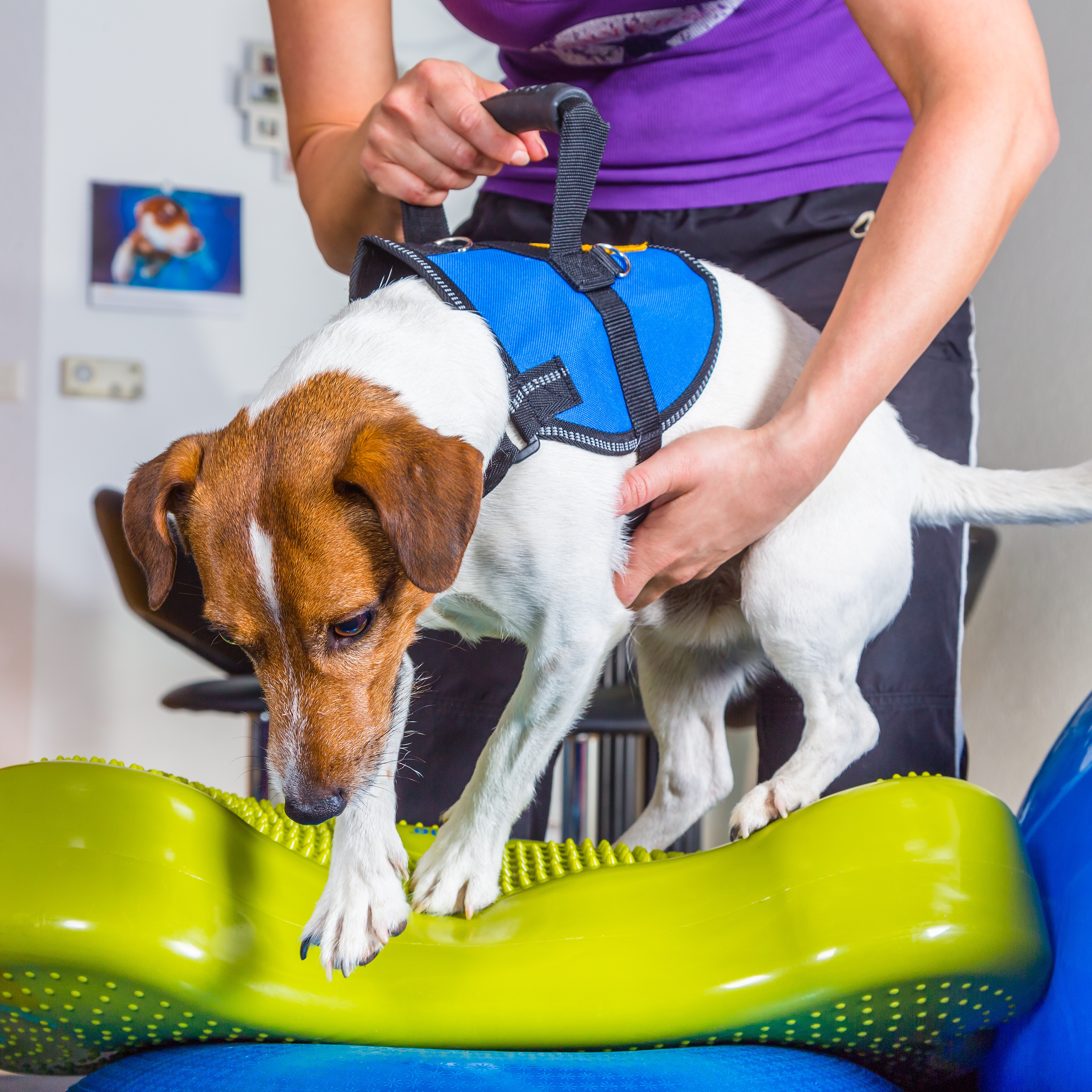 Orthopädietechnik in der Veterinärmedizin