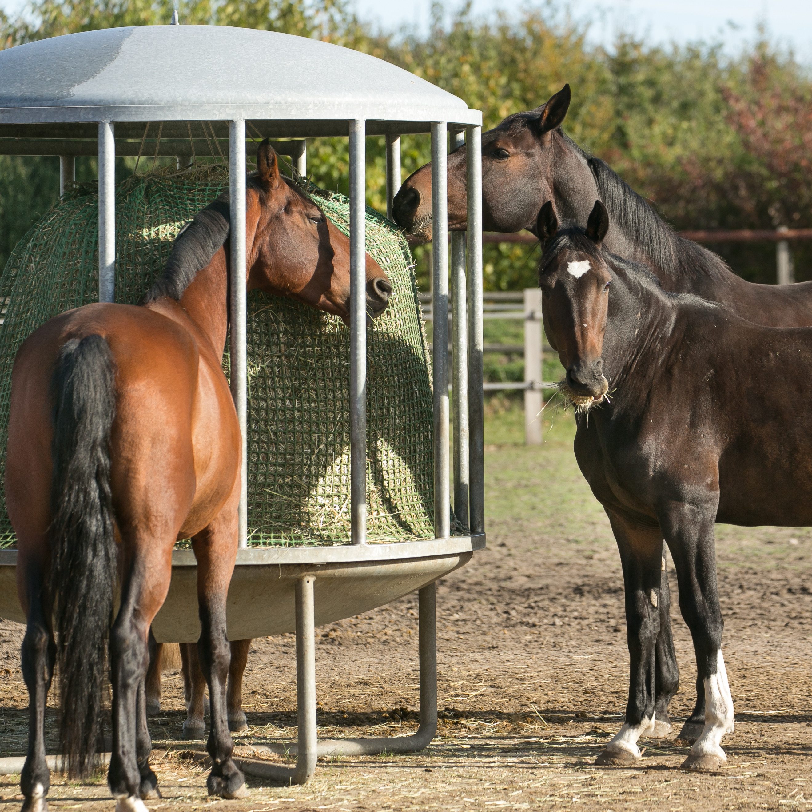 Erste Hilfe und Fütterung für Pferde