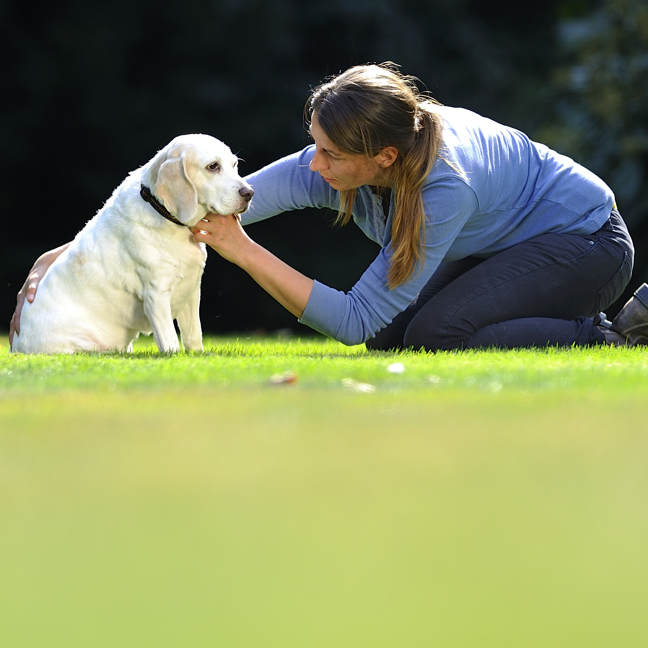 Manuelle Therapie für Hunde | Modul 2